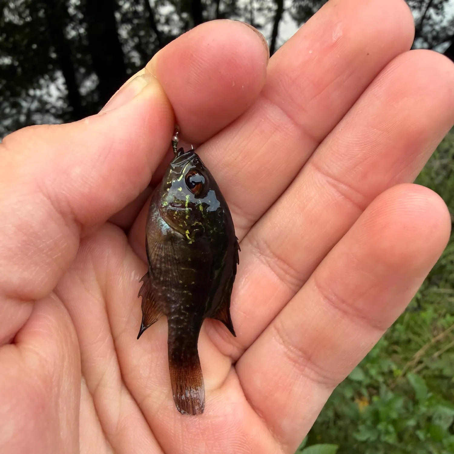 The most recent Banded sunfish catches on Fishbrain