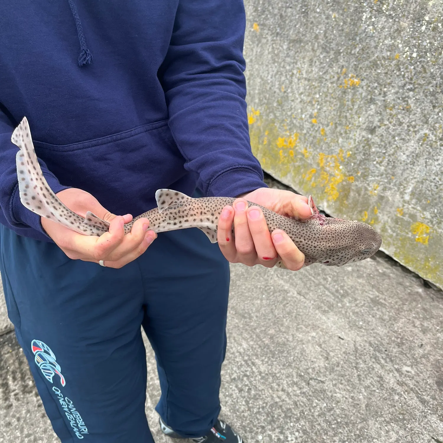 The most recent Lesser spotted dogfish catches on Fishbrain