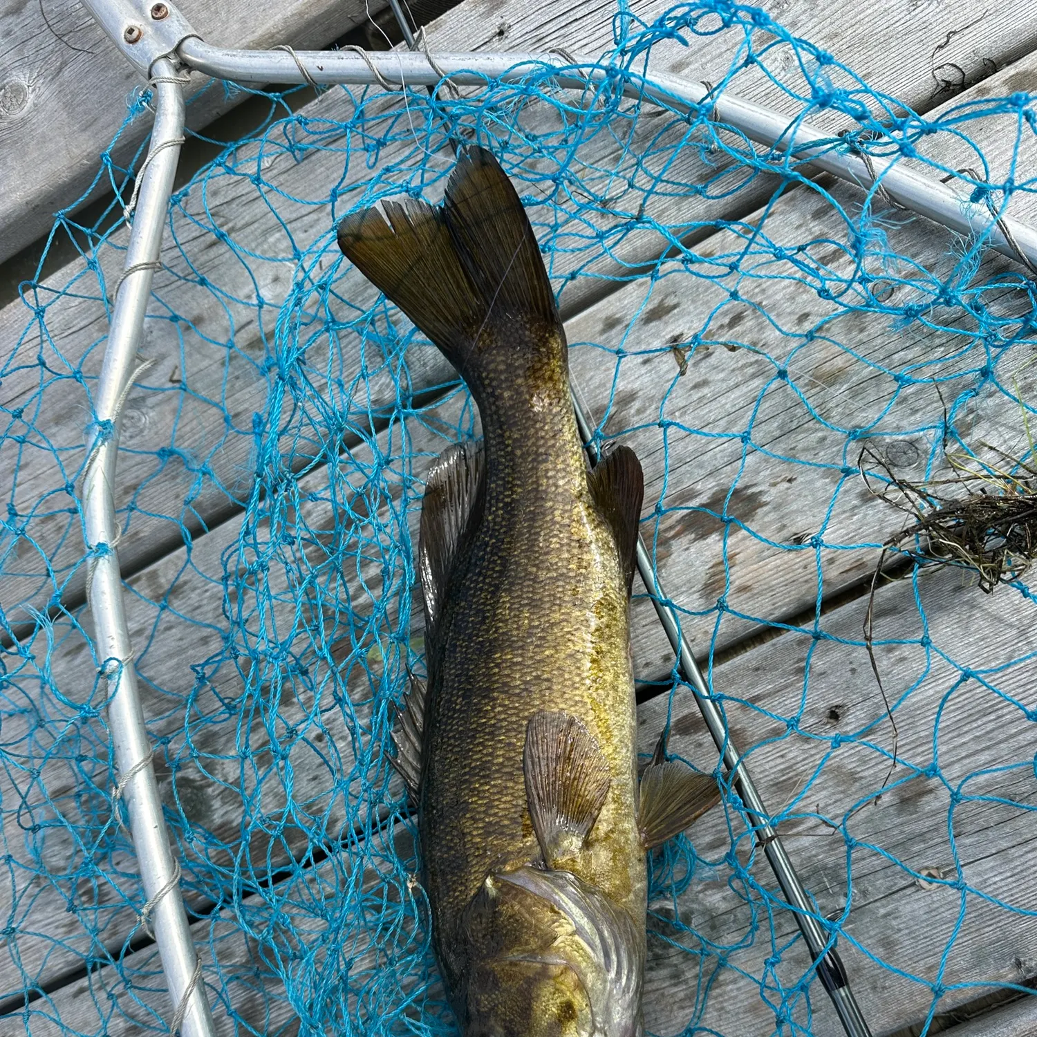 Smallmouth bass caught on Fishbrain