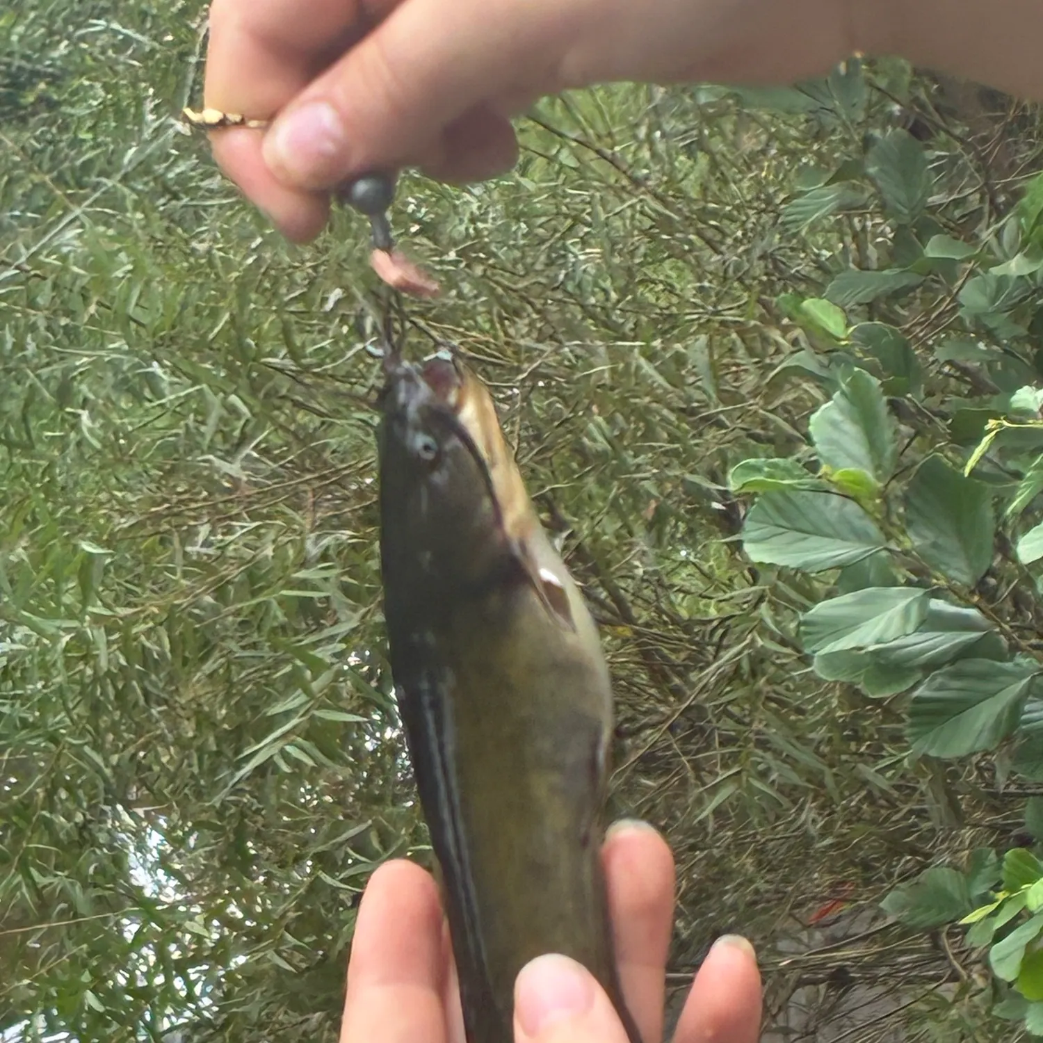 Fish caught on Fishbrain