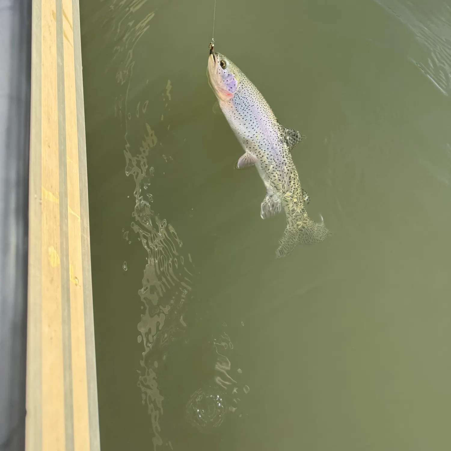 The most recent Cutbow catches on Fishbrain