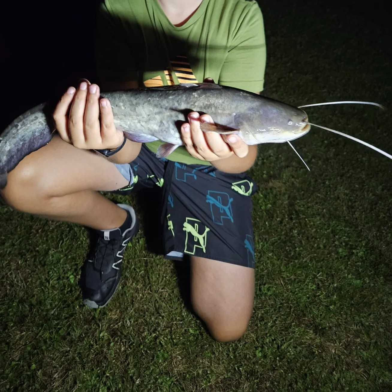 The most recent Wels catfish catches on Fishbrain