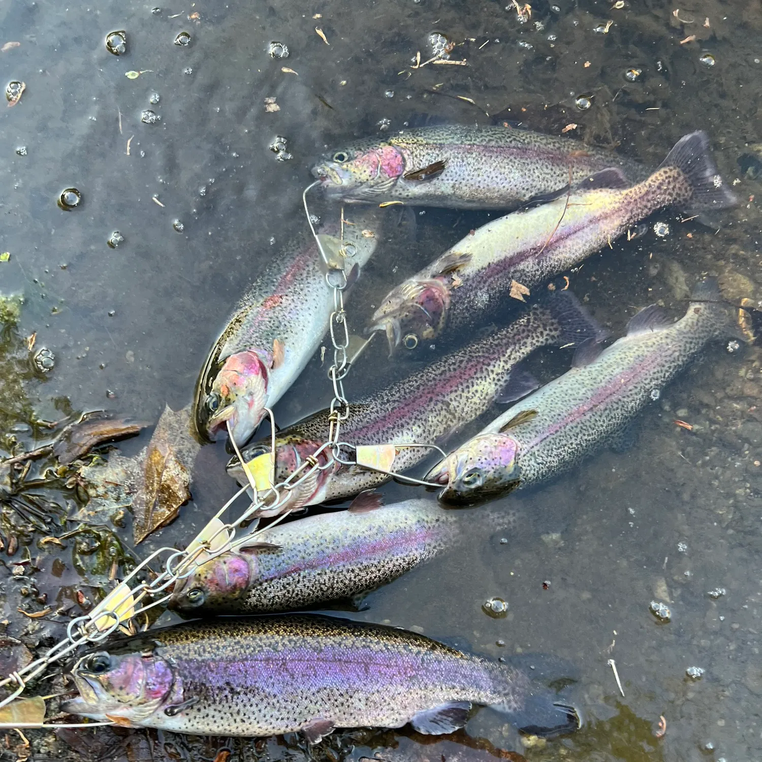 recently logged catches