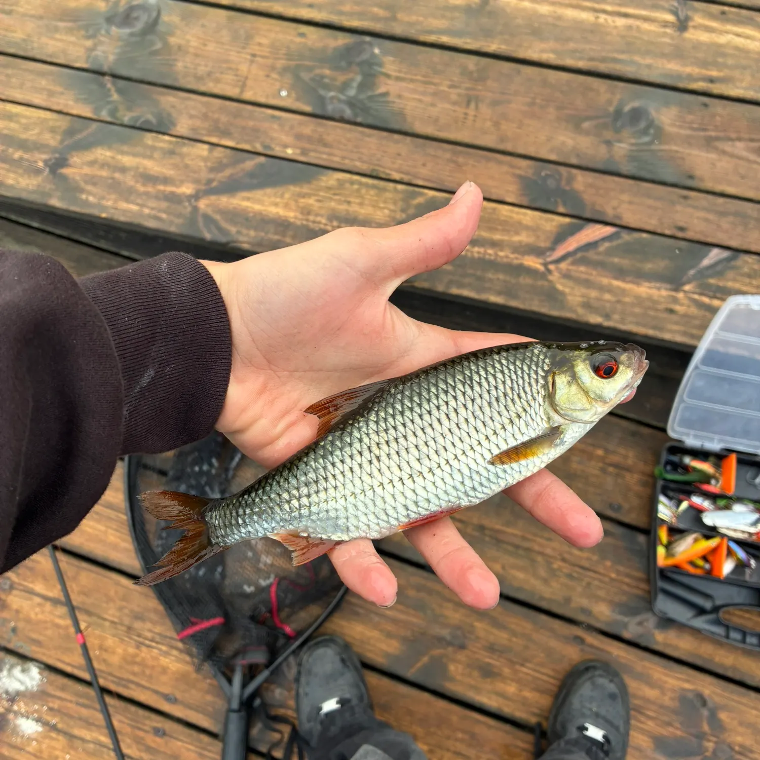 Common roach caught on Fishbrain