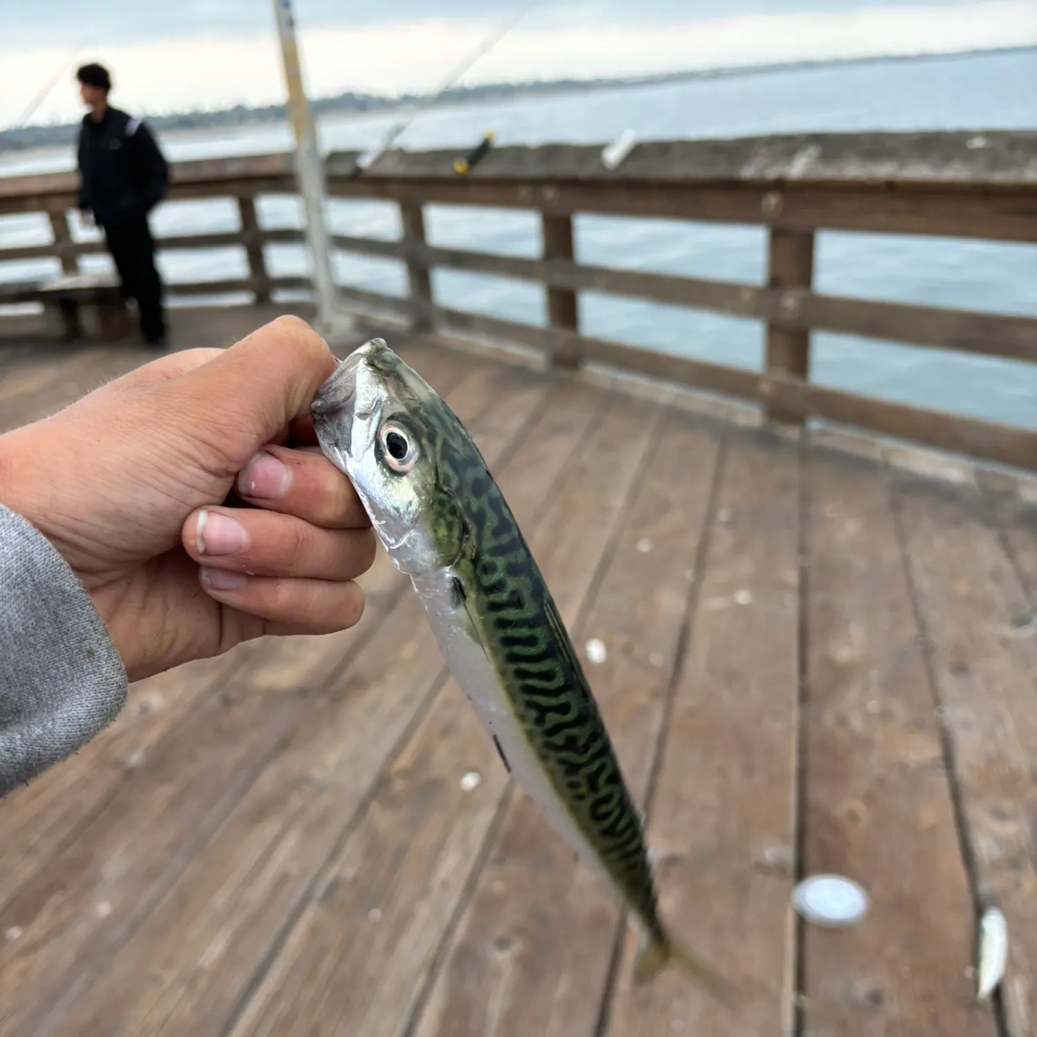 The most recent Pacific chub mackerel catches on Fishbrain