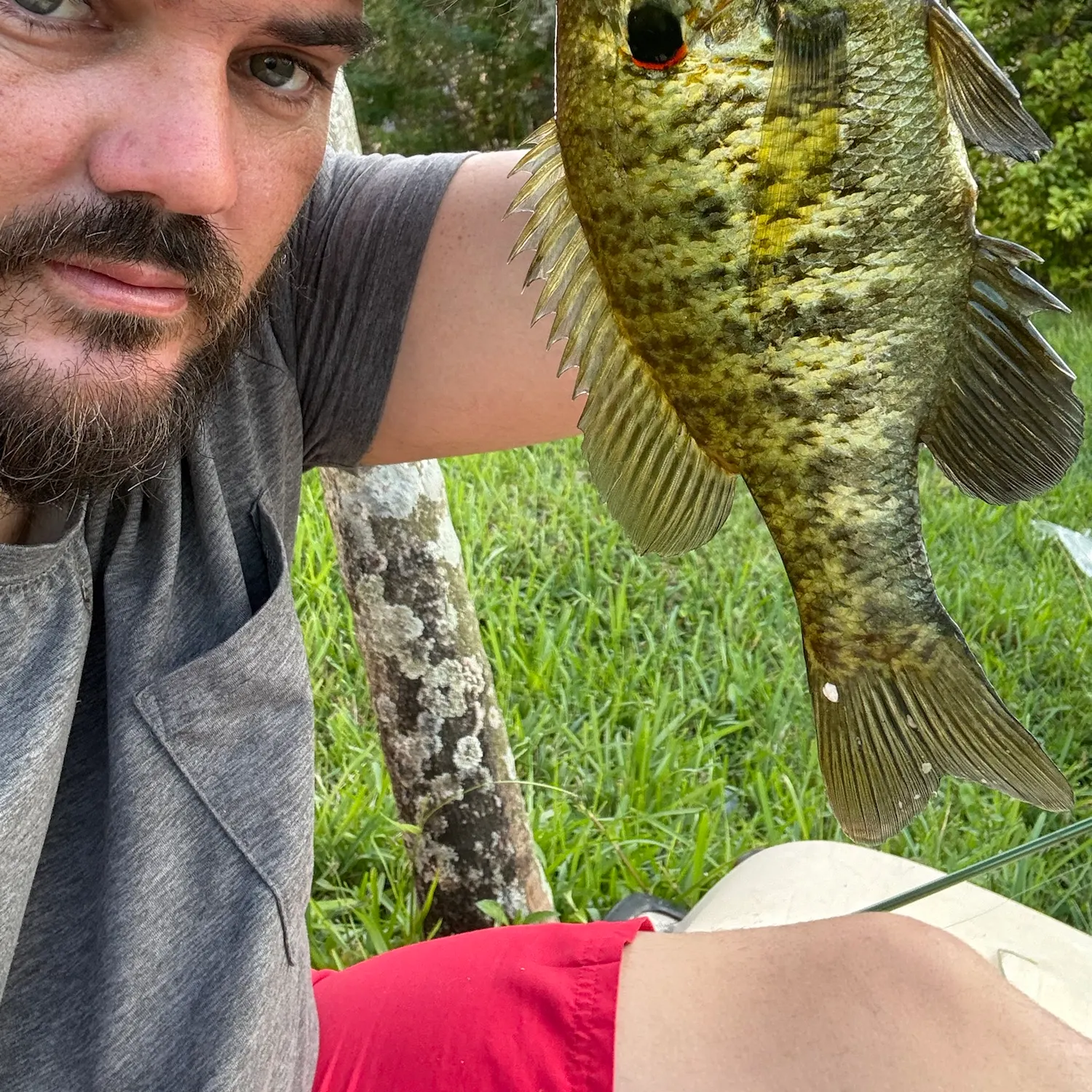 Redear sunfish caught on Fishbrain