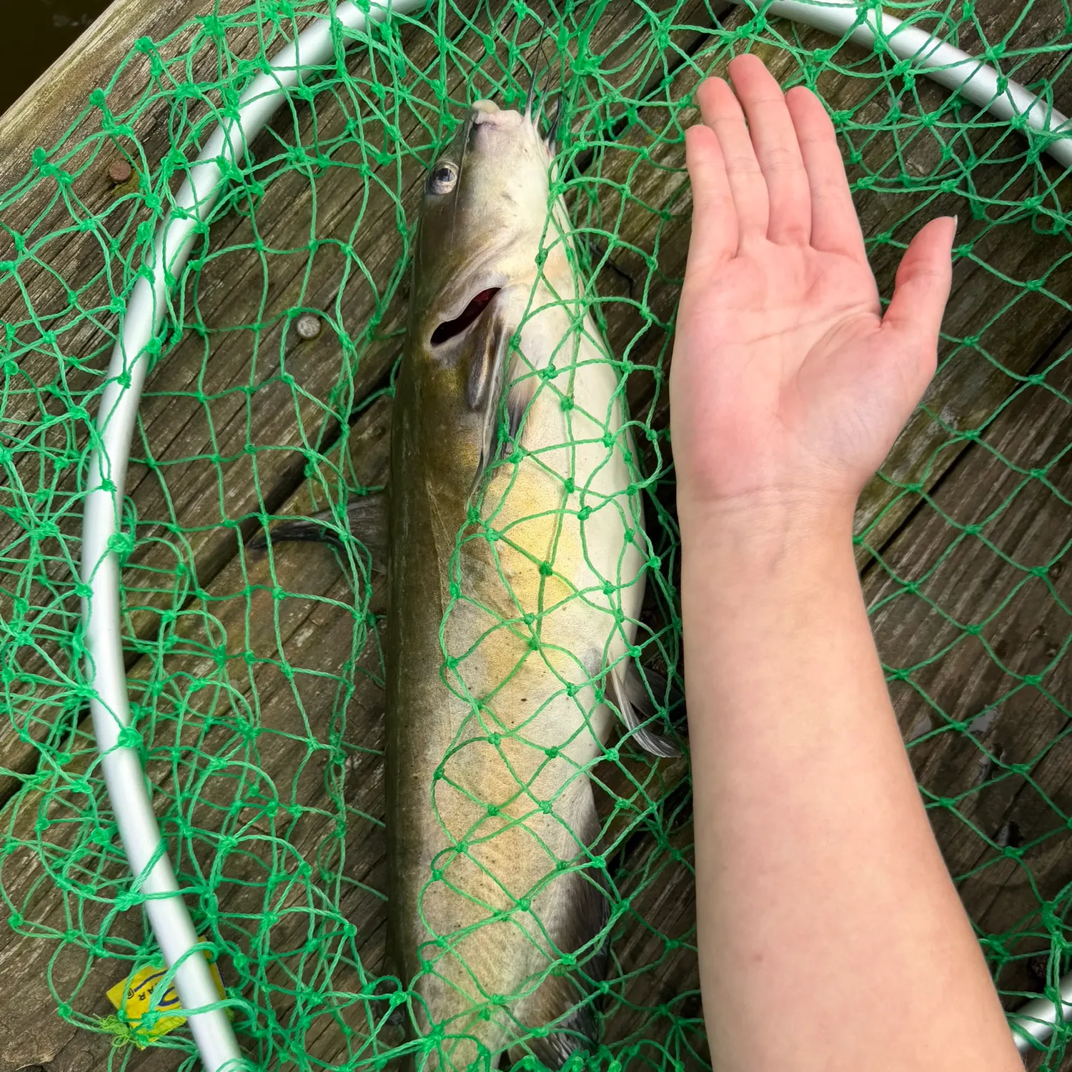 Channel catfish caught on Fishbrain