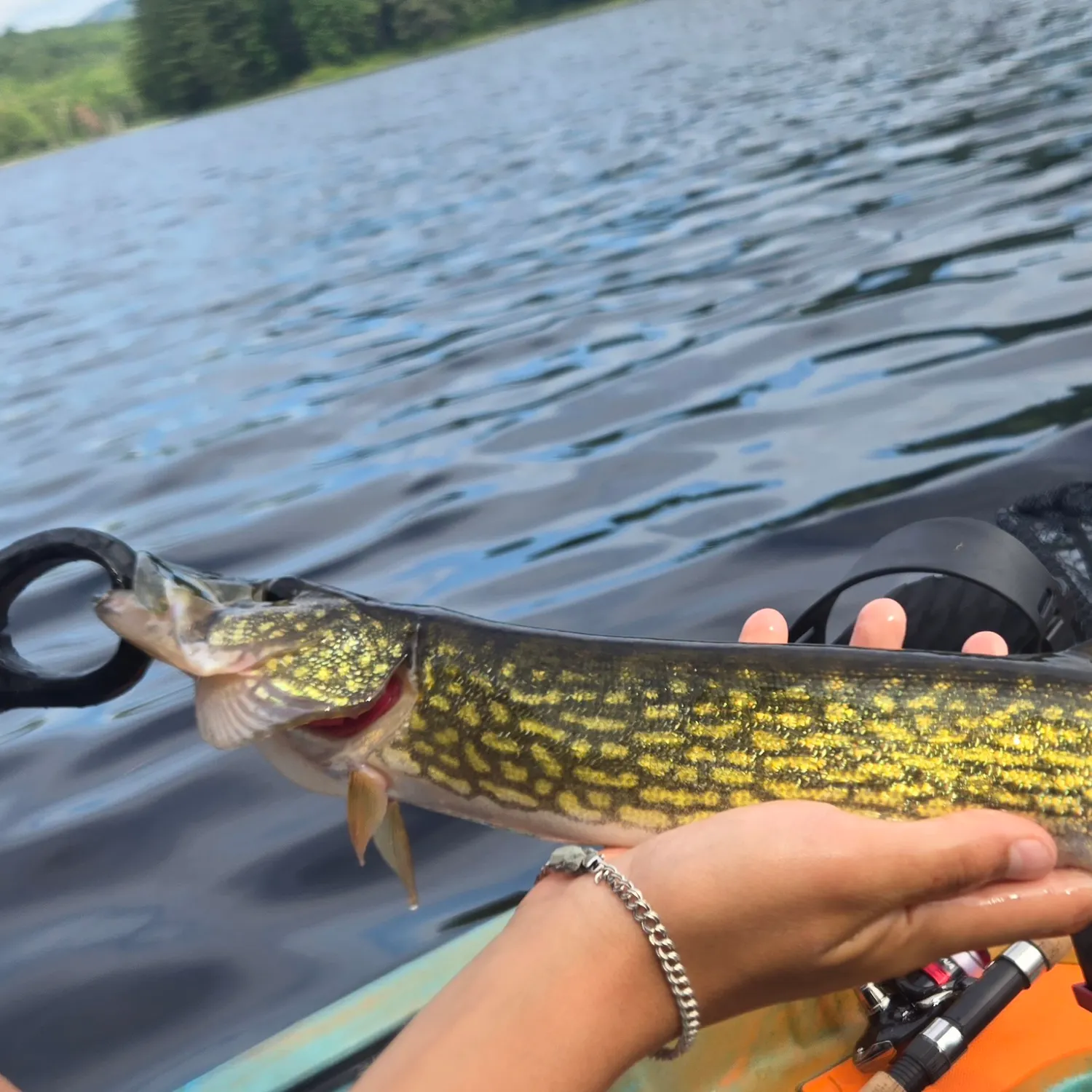 Chain pickerel caught on Fishbrain