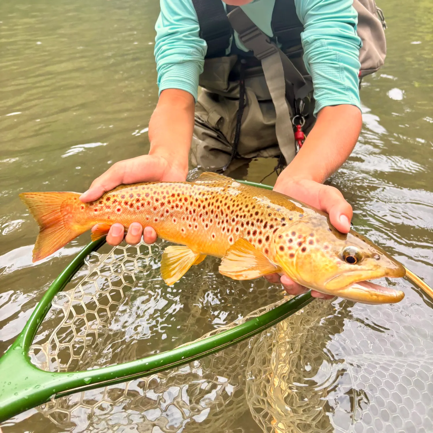 Brown trout caught on Fishbrain