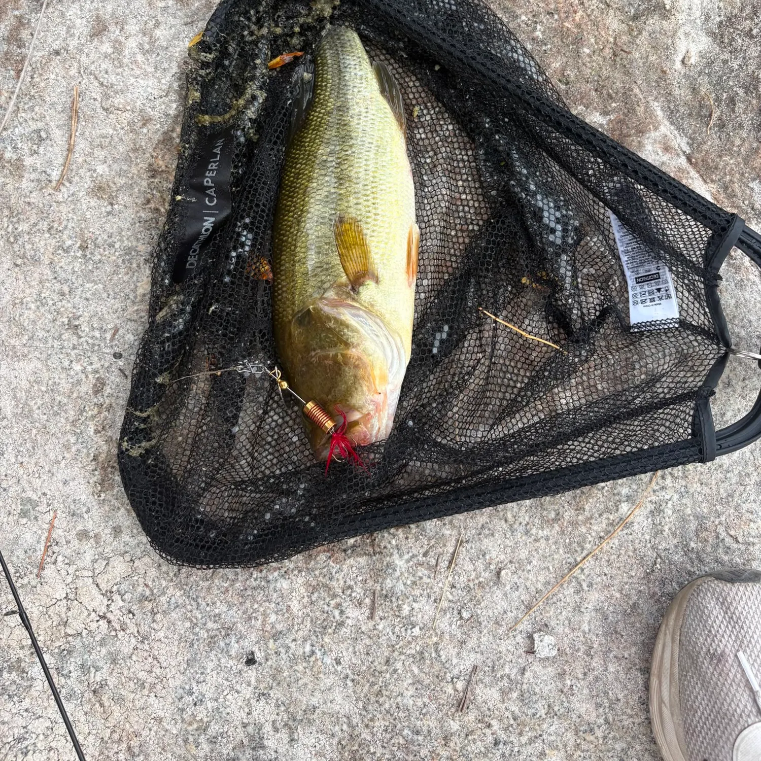 Largemouth bass caught on Fishbrain