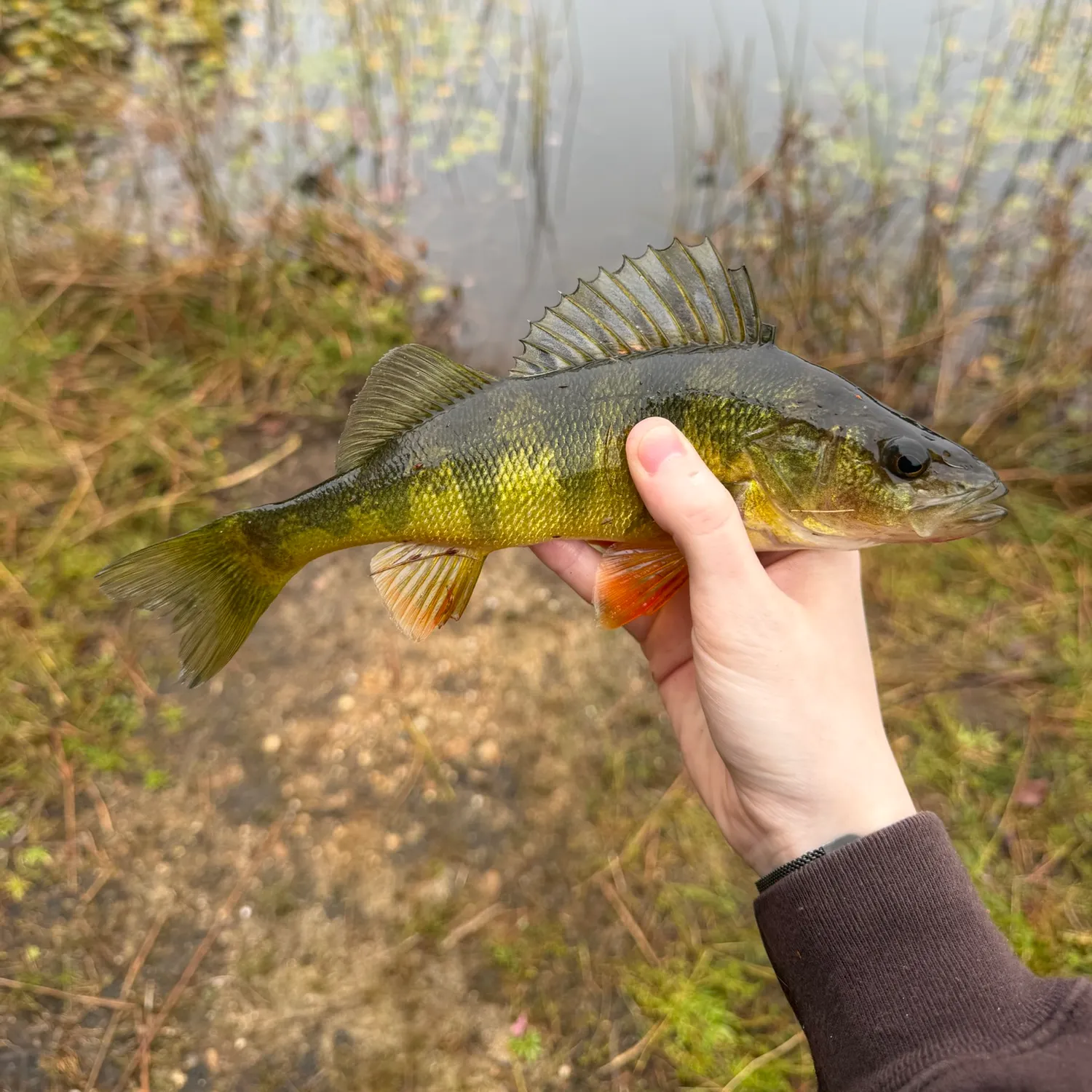 Yellow perch caught on Fishbrain