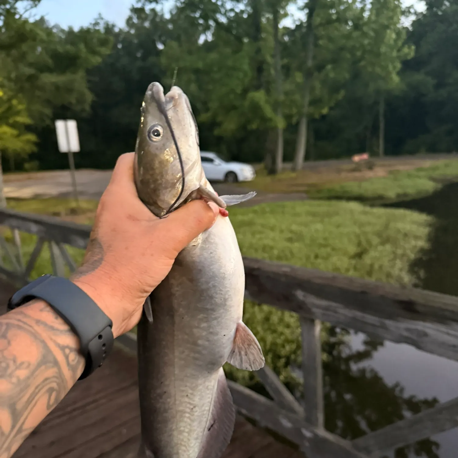 recently logged catches