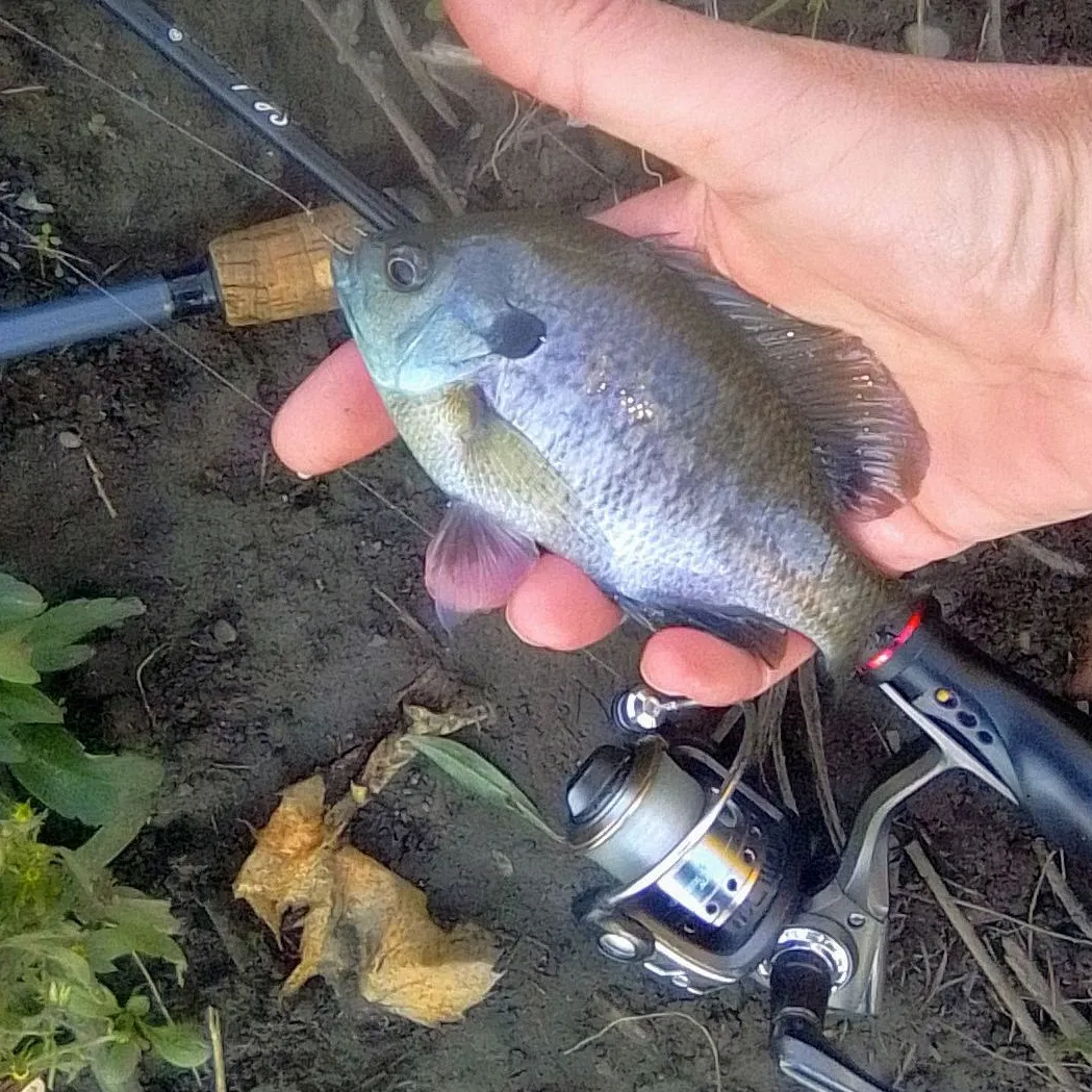 Bluegill caught on Fishbrain