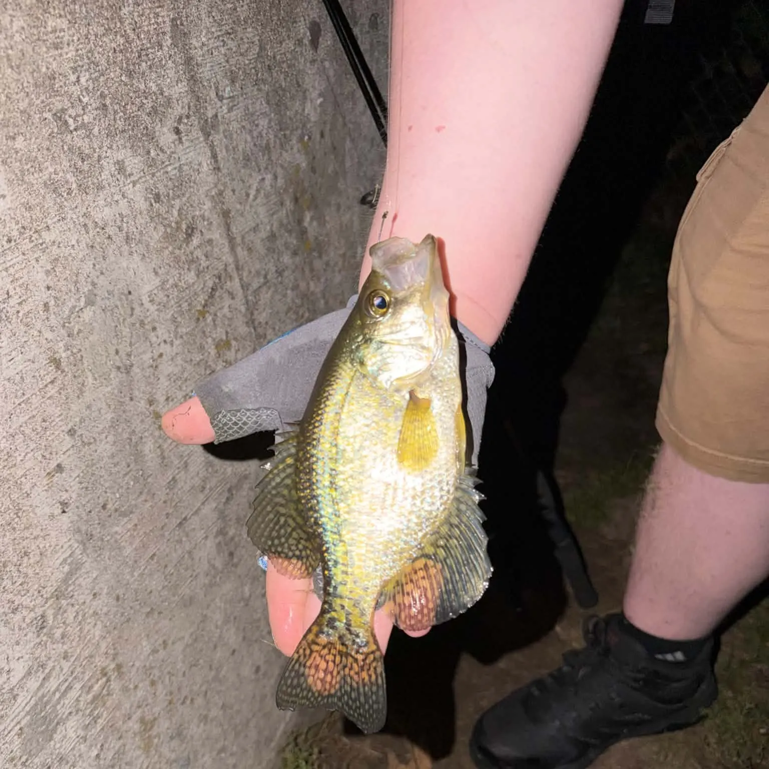 Black crappie caught on Fishbrain