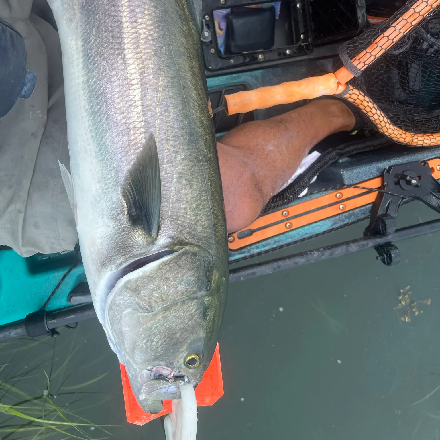 The most recent Bluefish catches on Fishbrain