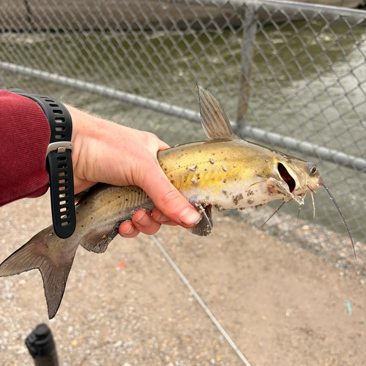 catch