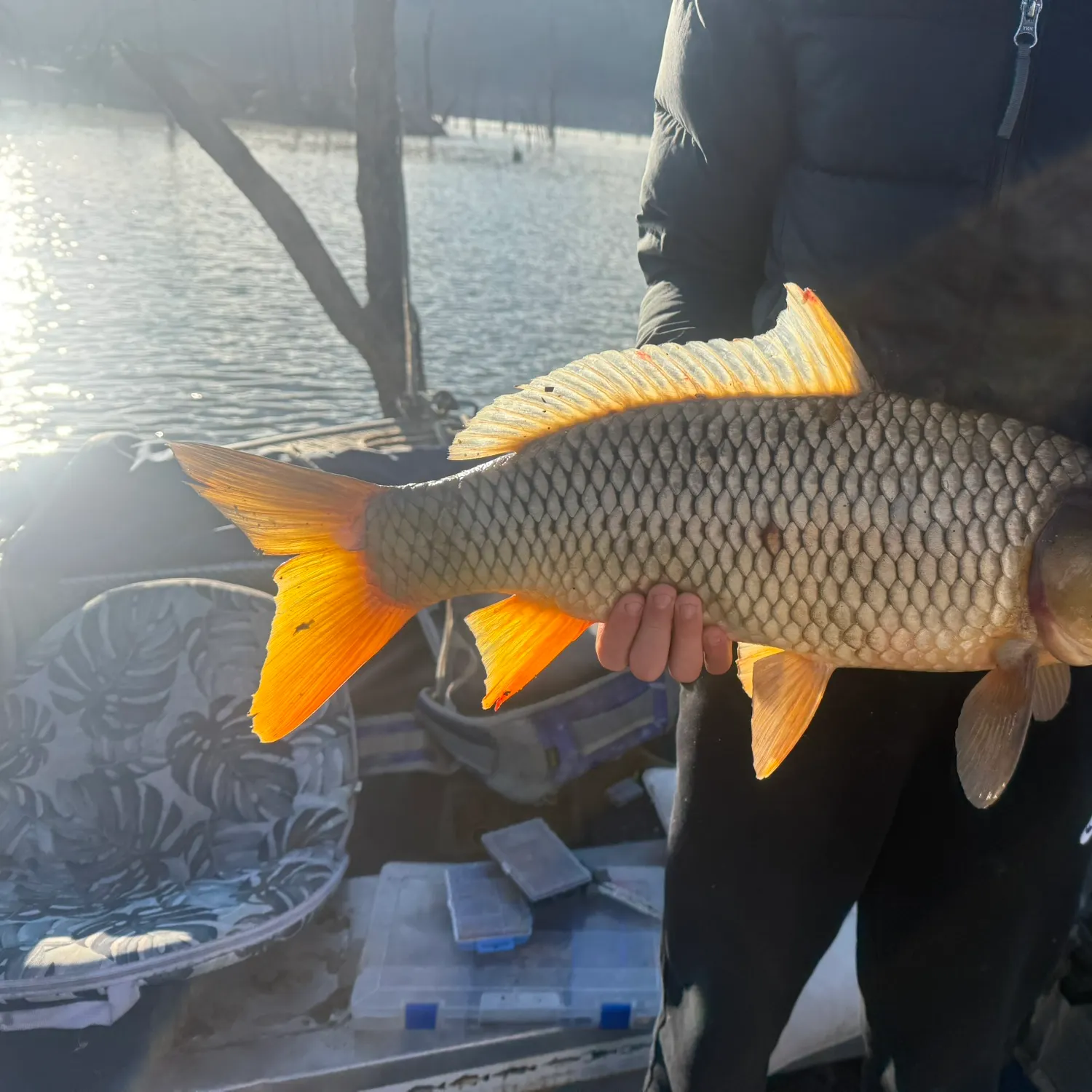 Common carp caught on Fishbrain