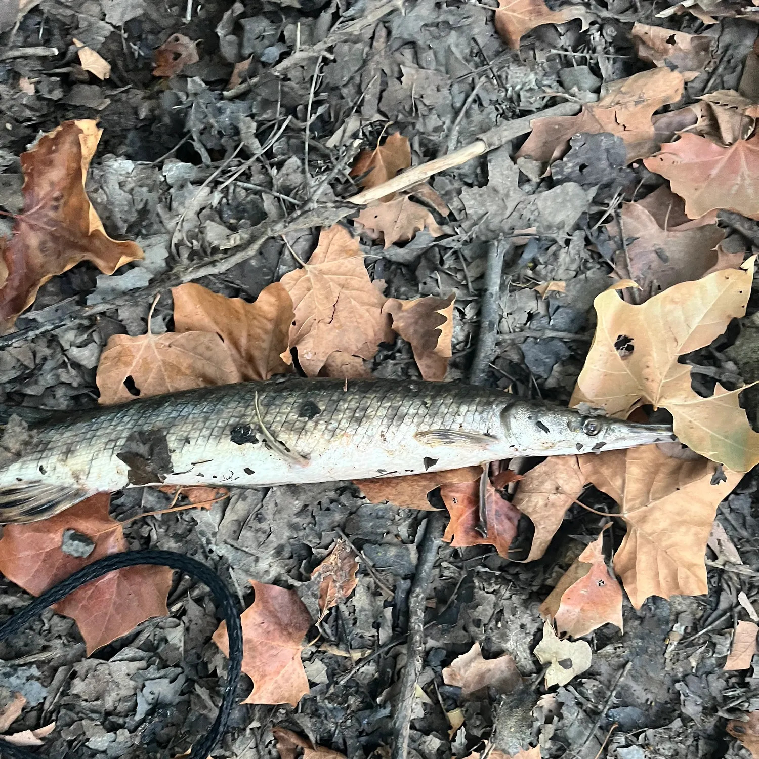 Shortnose gar caught on Fishbrain