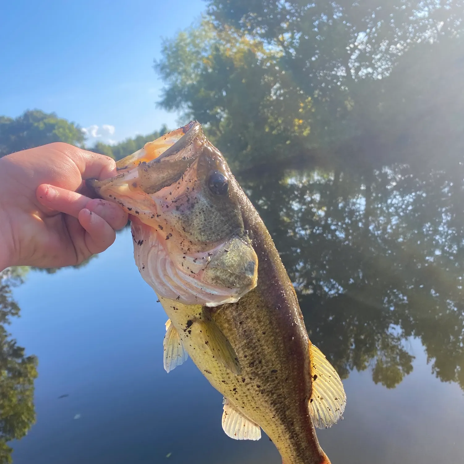 Largemouth bass caught on Fishbrain