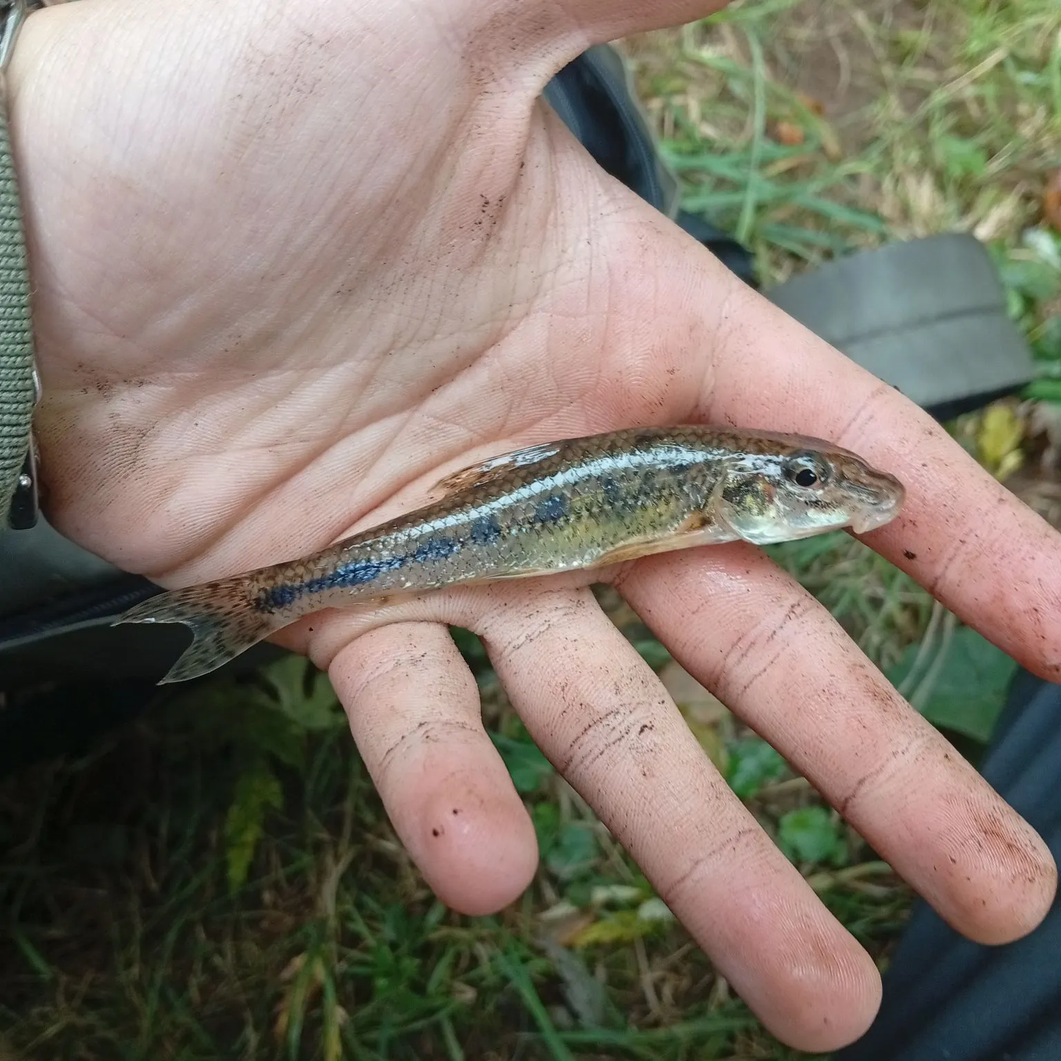 The most recent Gudgeon catches on Fishbrain