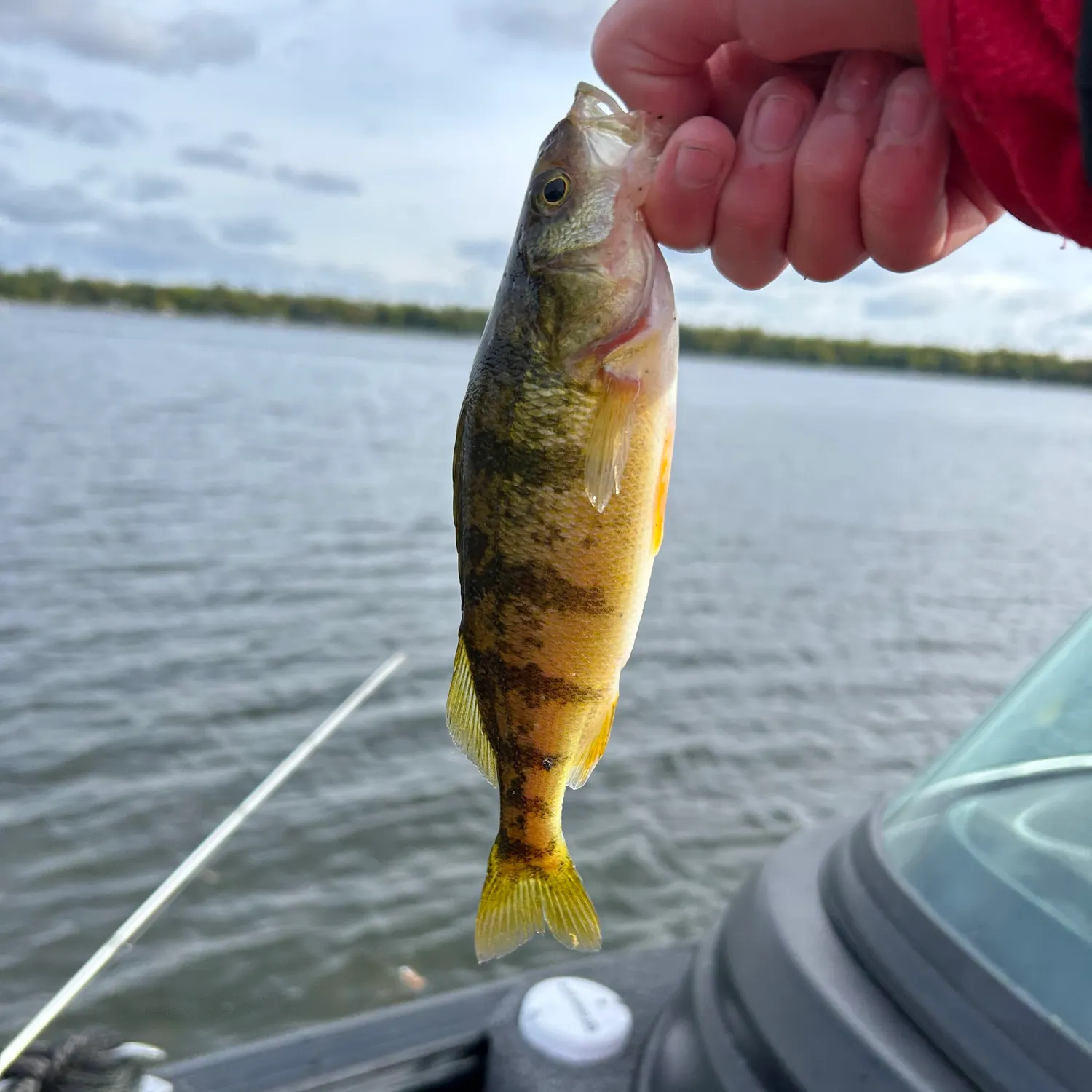 Yellow perch caught on Fishbrain
