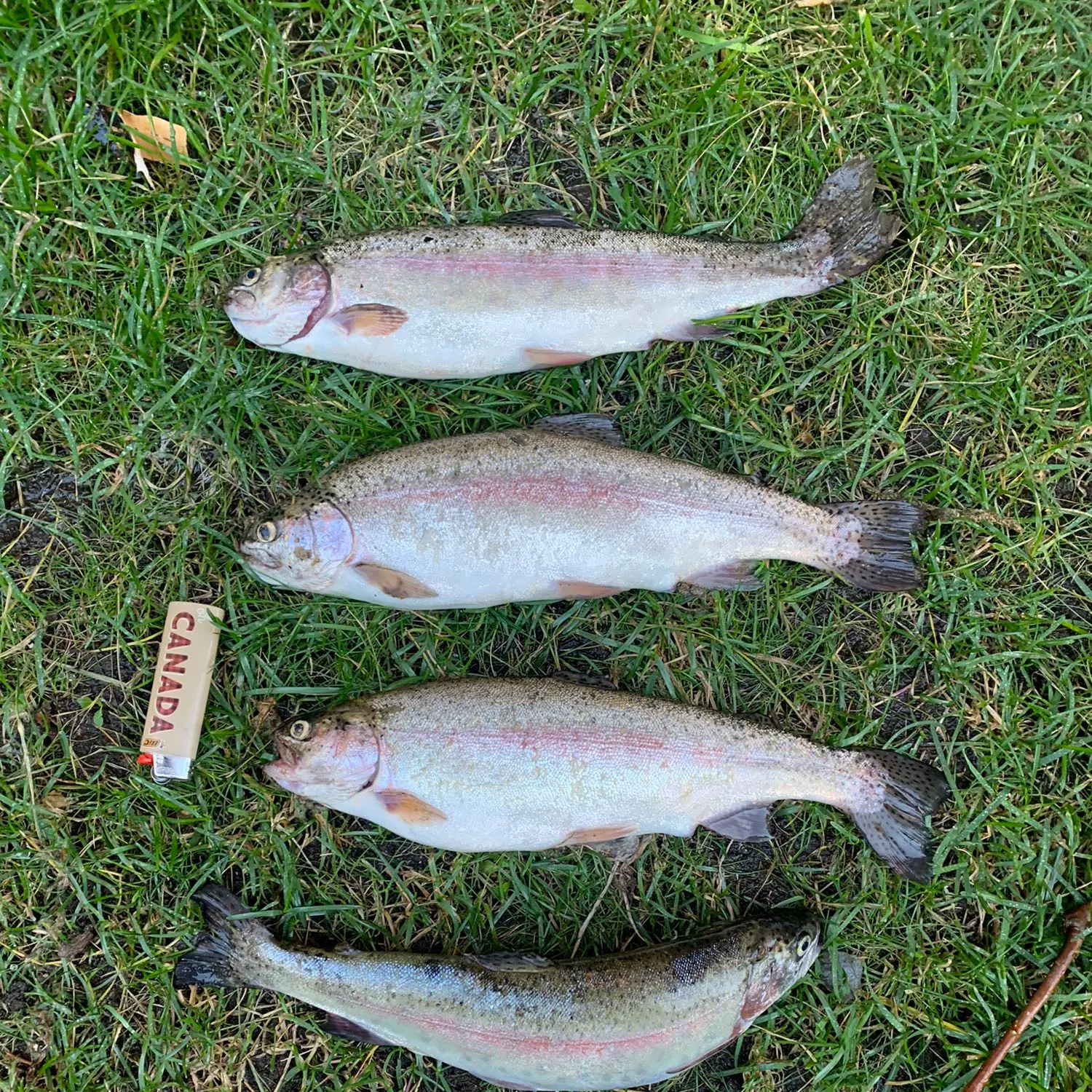 recently logged catches