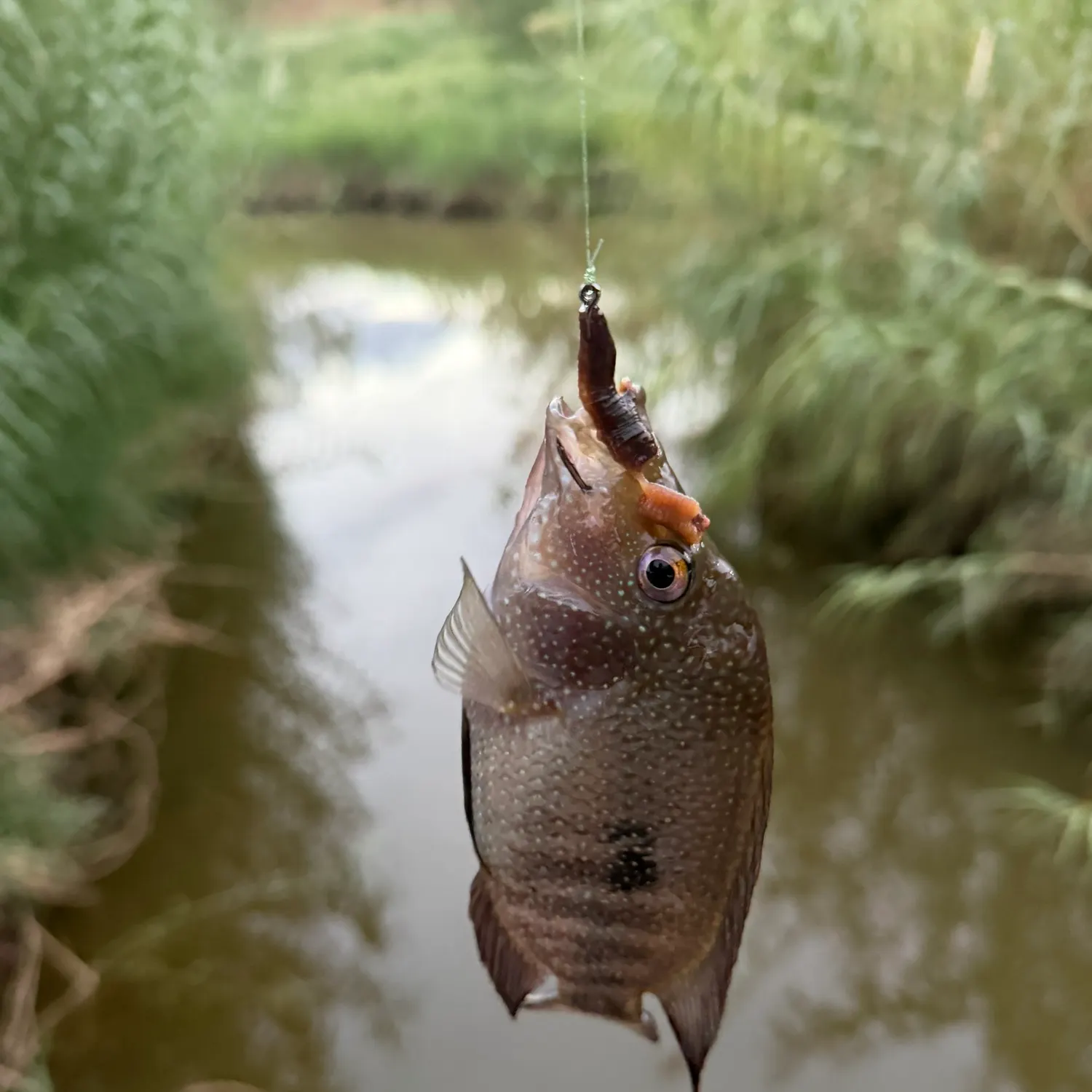 Rio Grande cichlid caught on Fishbrain