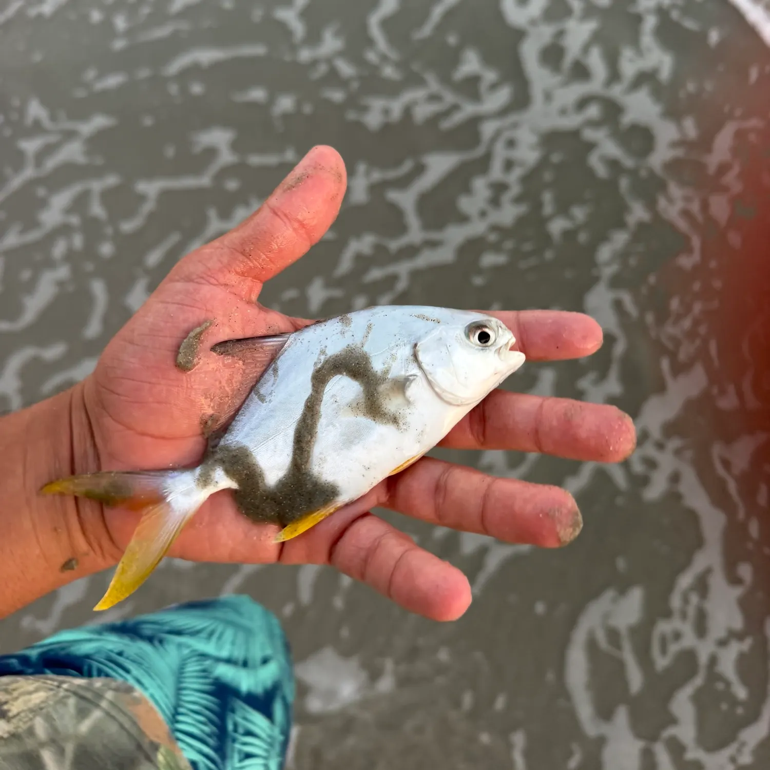 The most recent Southern pompano catches on Fishbrain