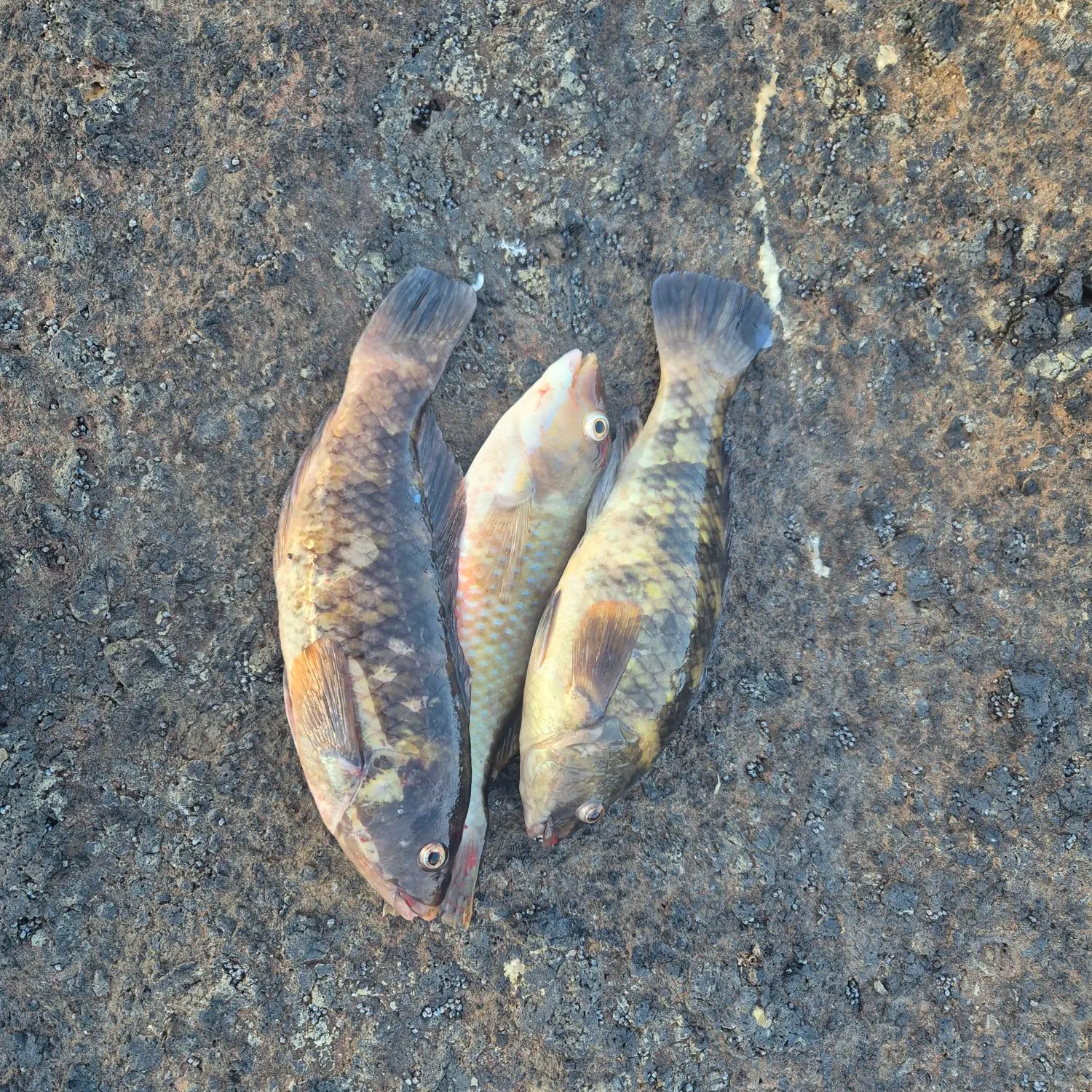 recently logged catches
