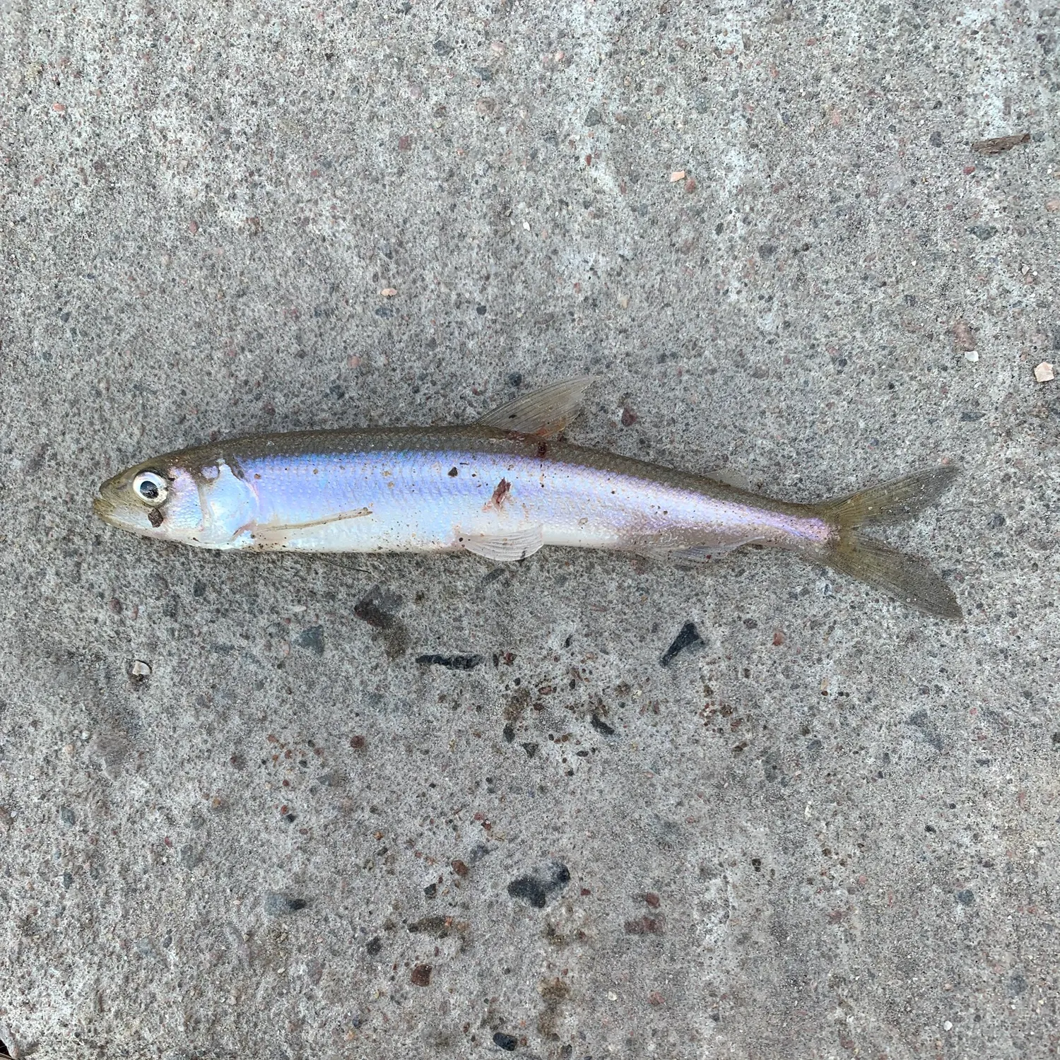 The most recent European smelt catches on Fishbrain