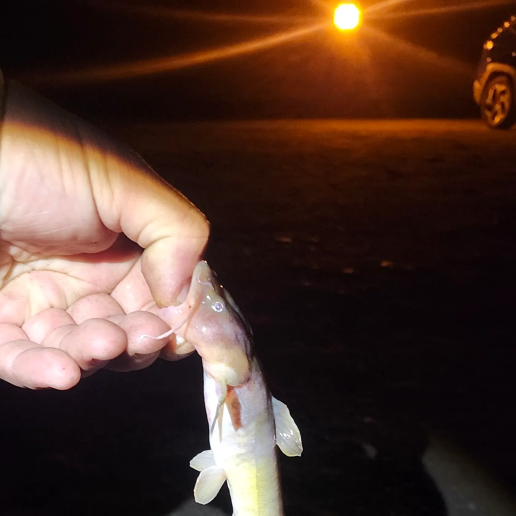 The most recent Stonecat catches on Fishbrain