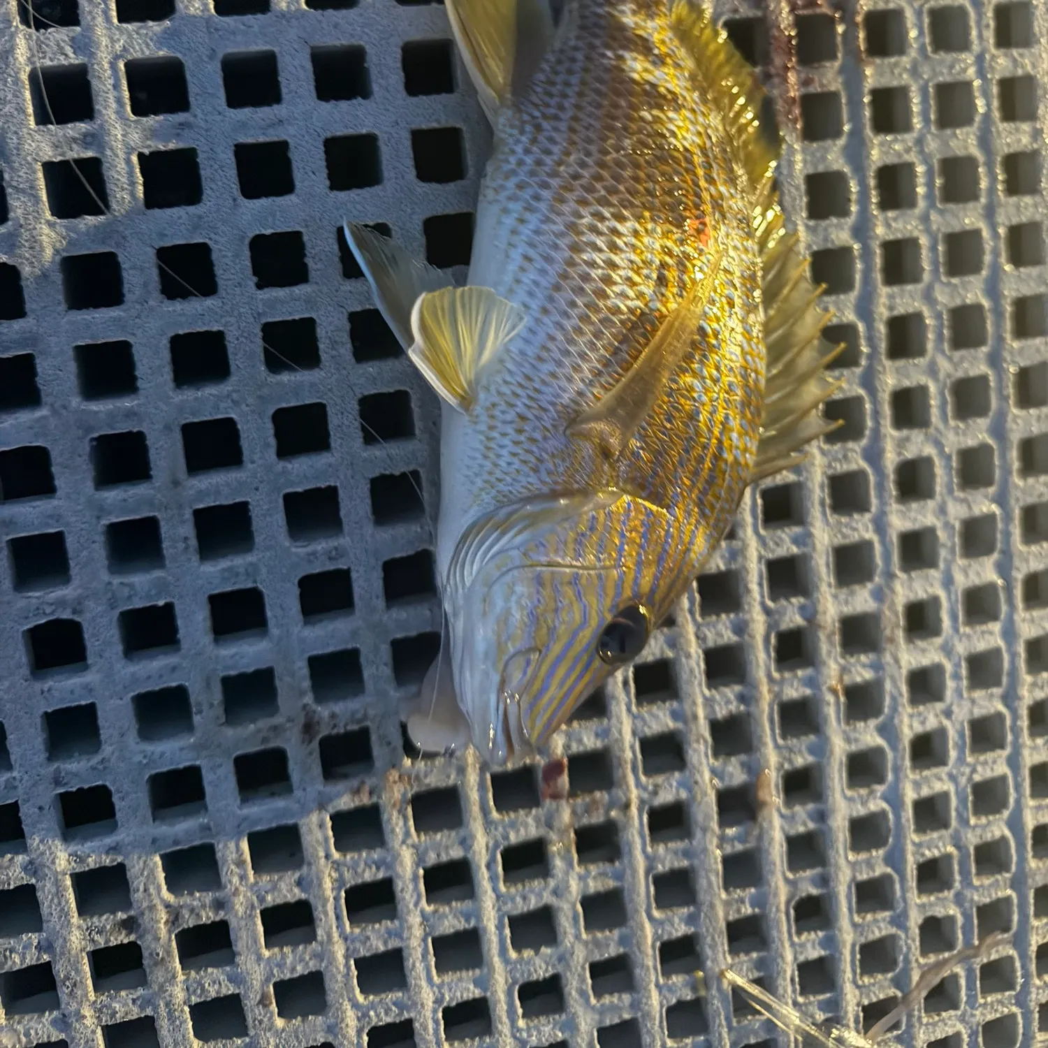 French grunt caught on Fishbrain