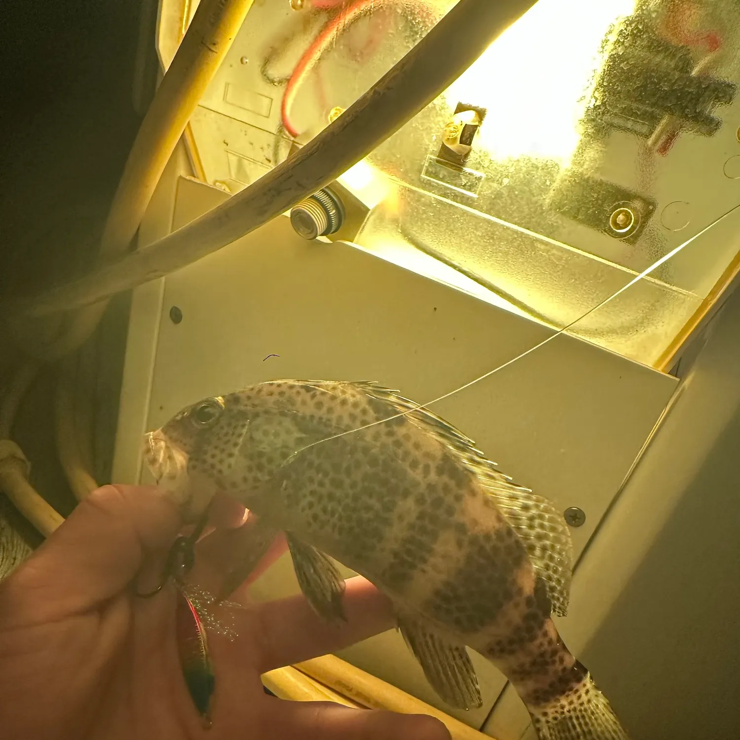 Spotted sand bass caught on Fishbrain
