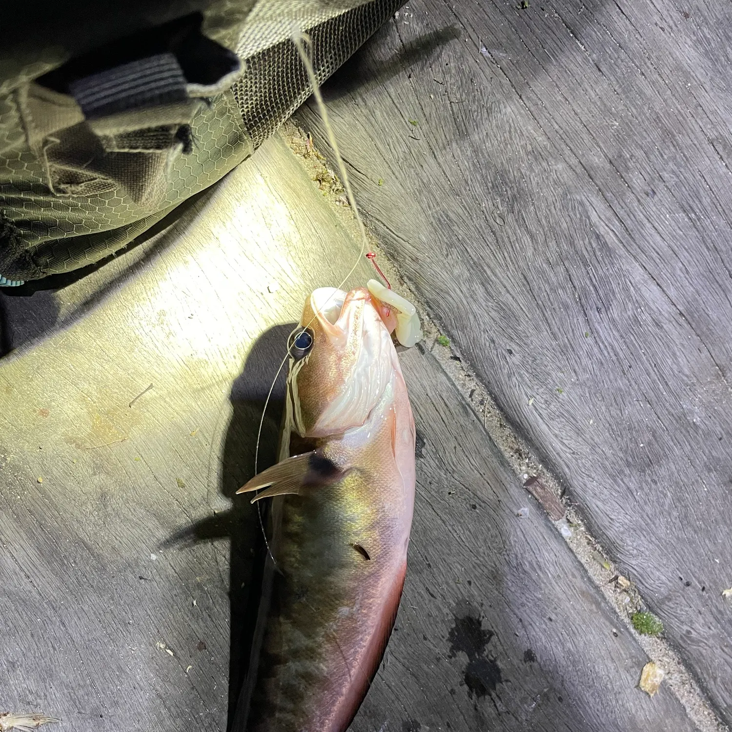 Red codling caught on Fishbrain