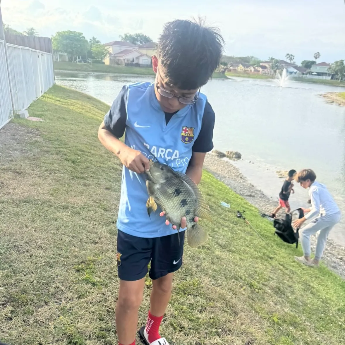 The most recent Spotted tilapia catches on Fishbrain