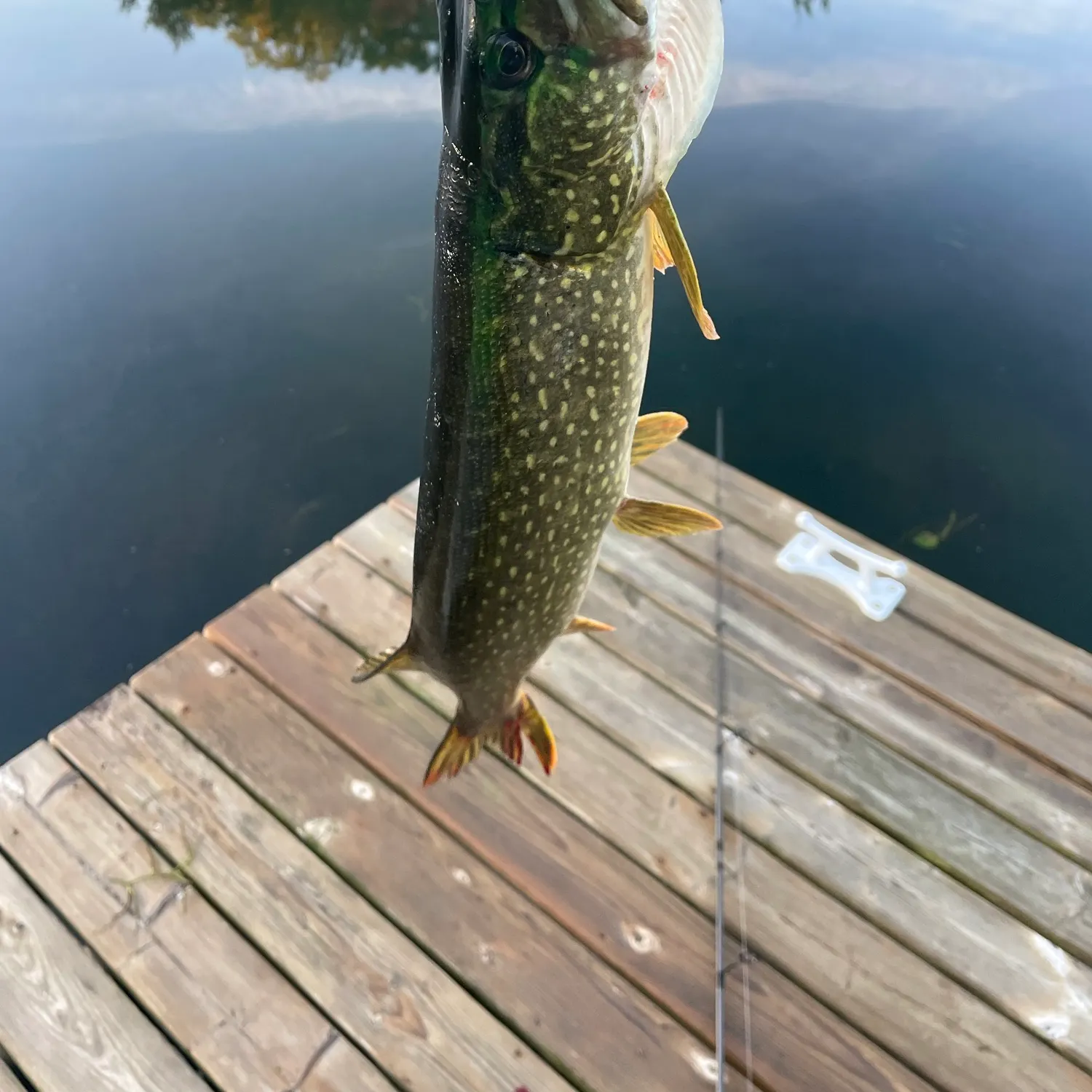 Northern pike caught on Fishbrain