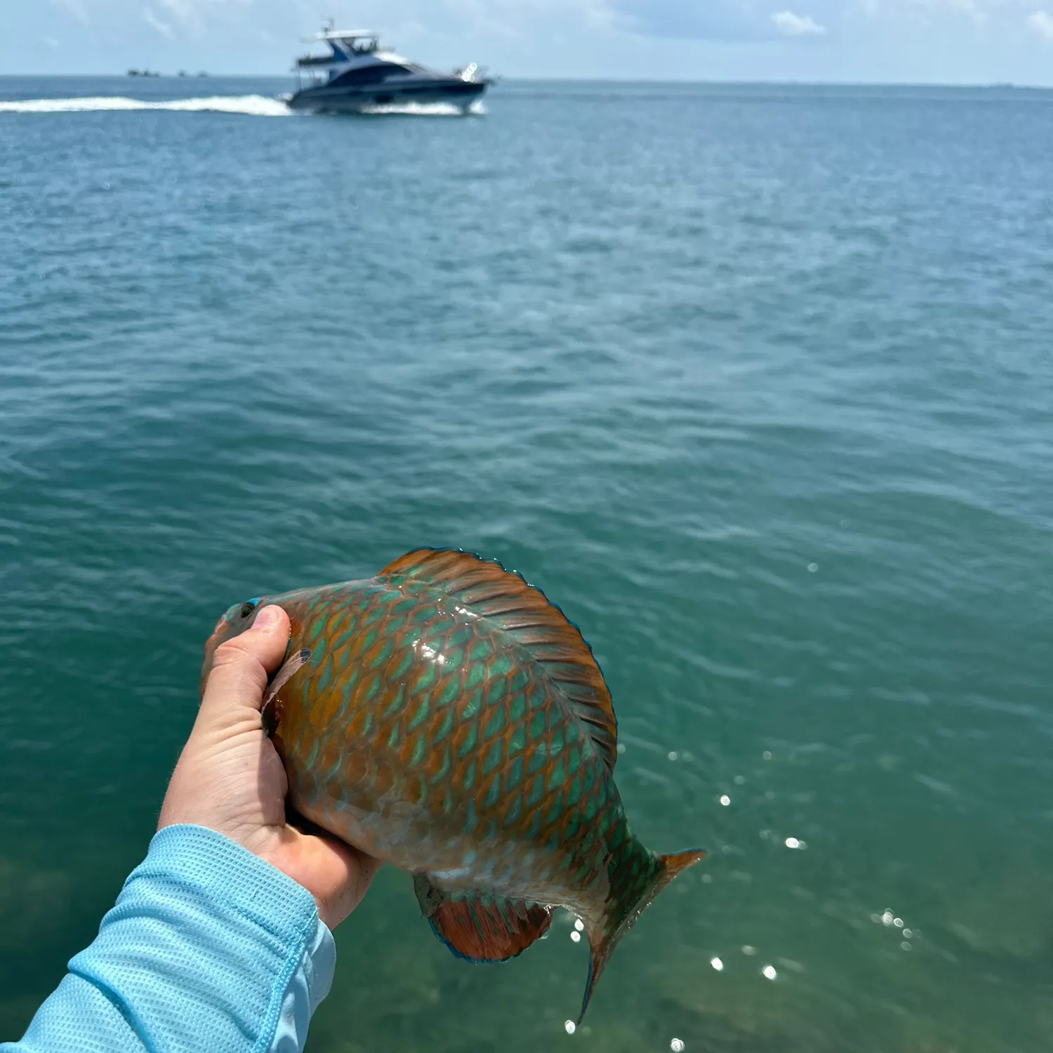 The most recent Rainbow parrotfish catches on Fishbrain