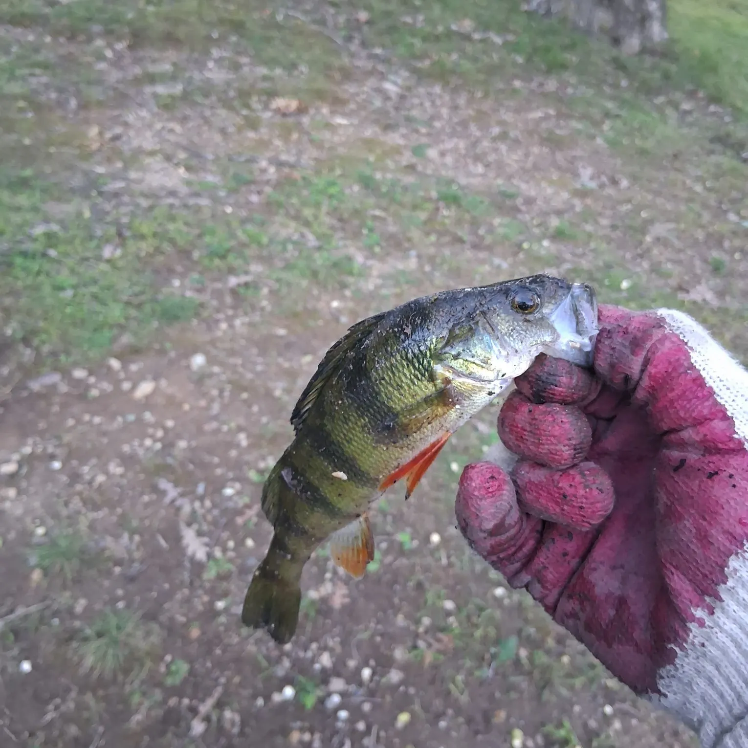 Yellow perch caught on Fishbrain