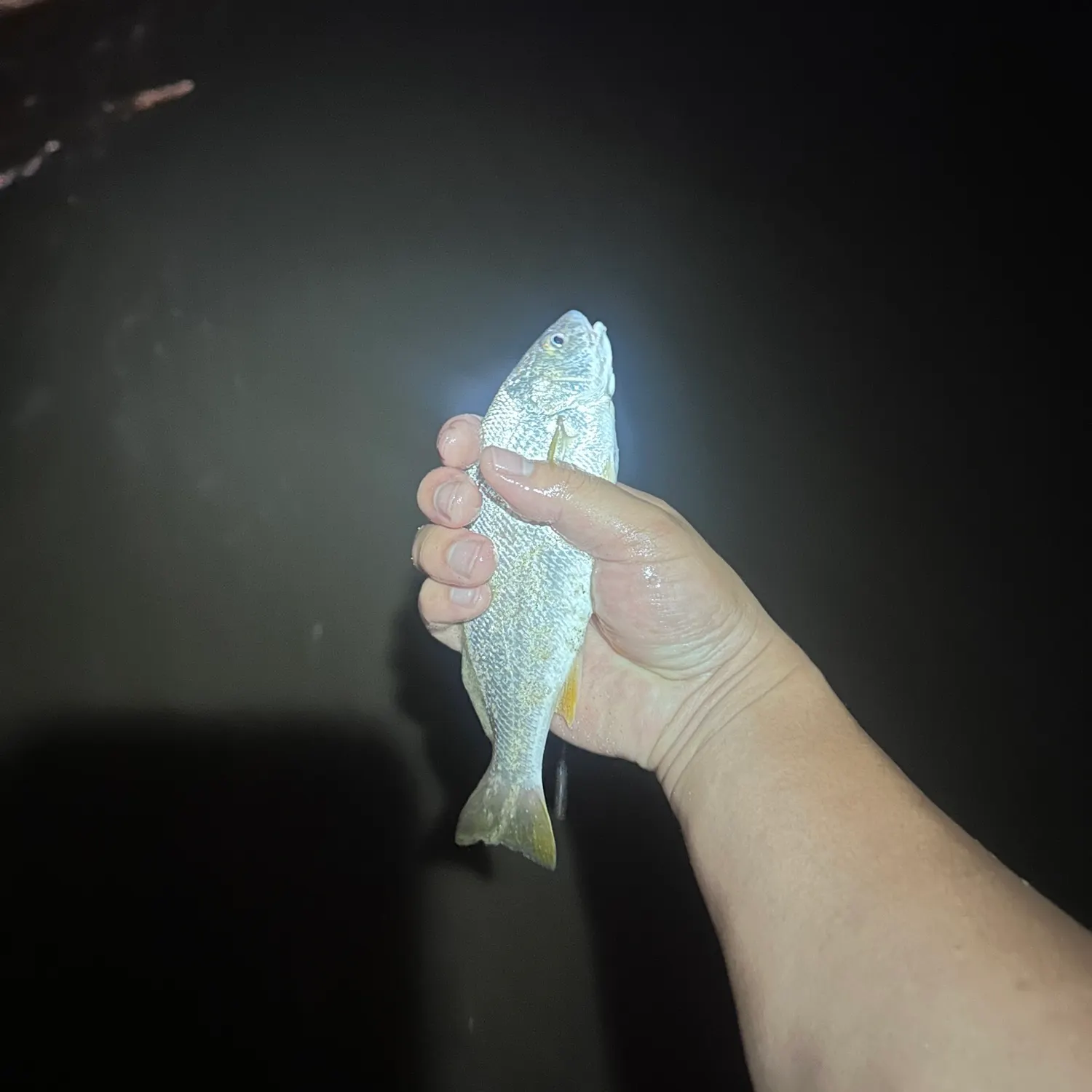 Yellowfin croaker caught on Fishbrain