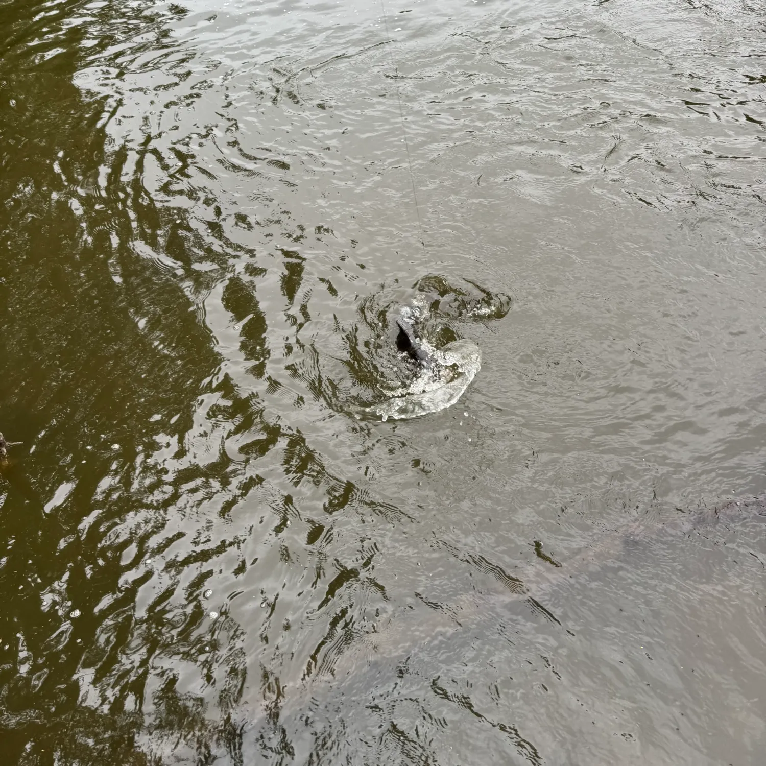 Walleye caught on Fishbrain
