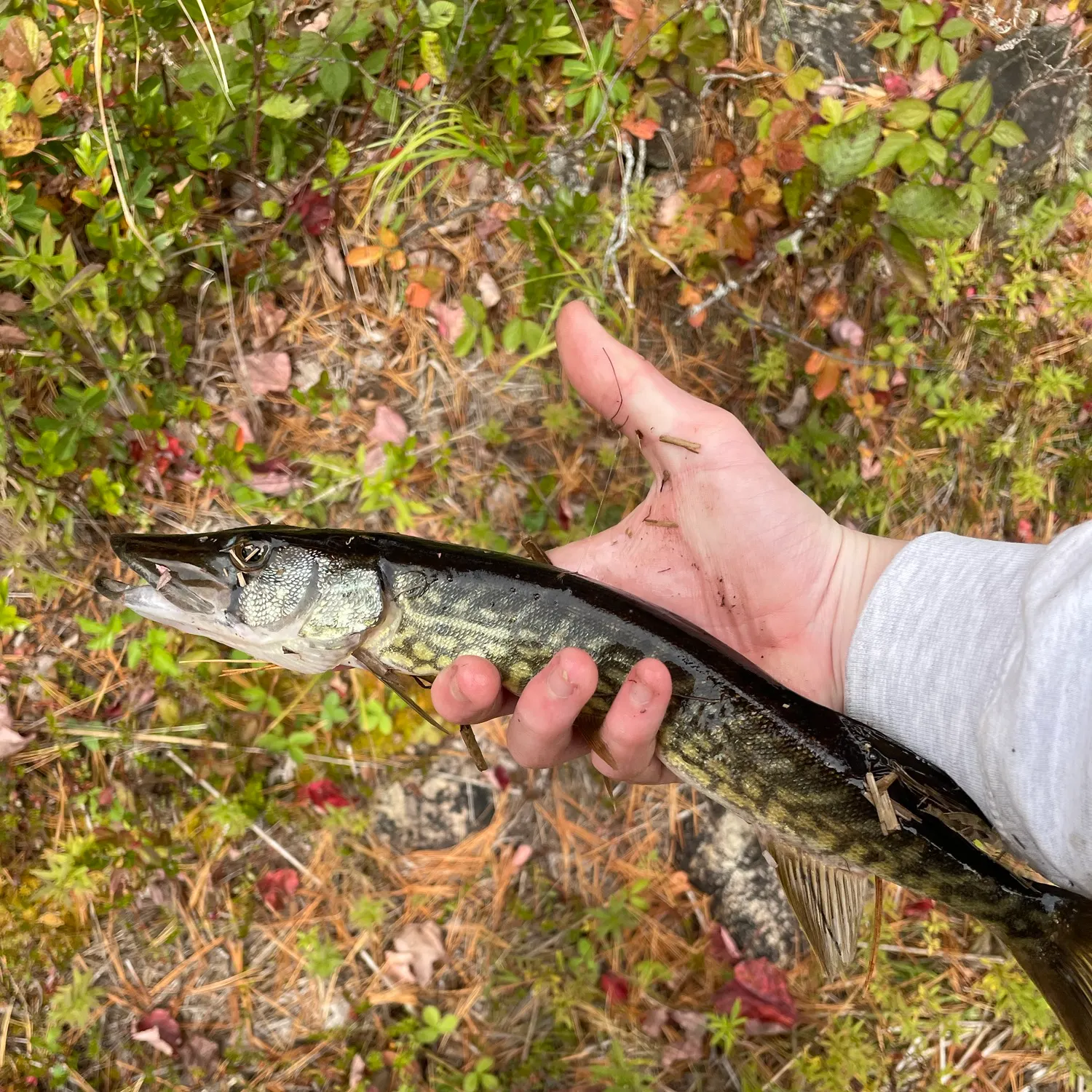 Chain pickerel caught on Fishbrain