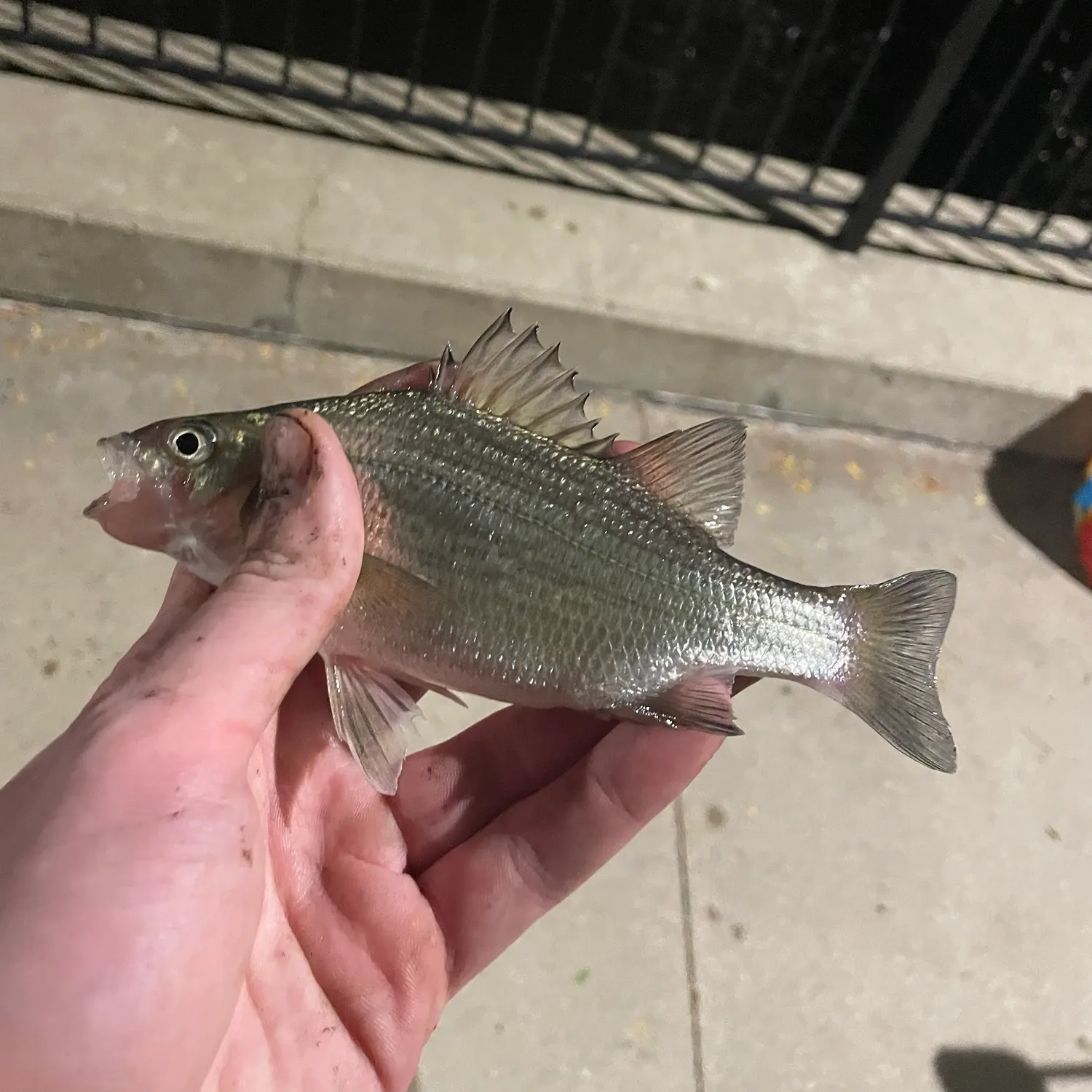 White bass caught on Fishbrain