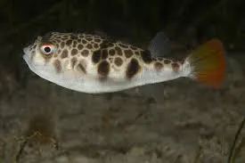 Smooth toadfish