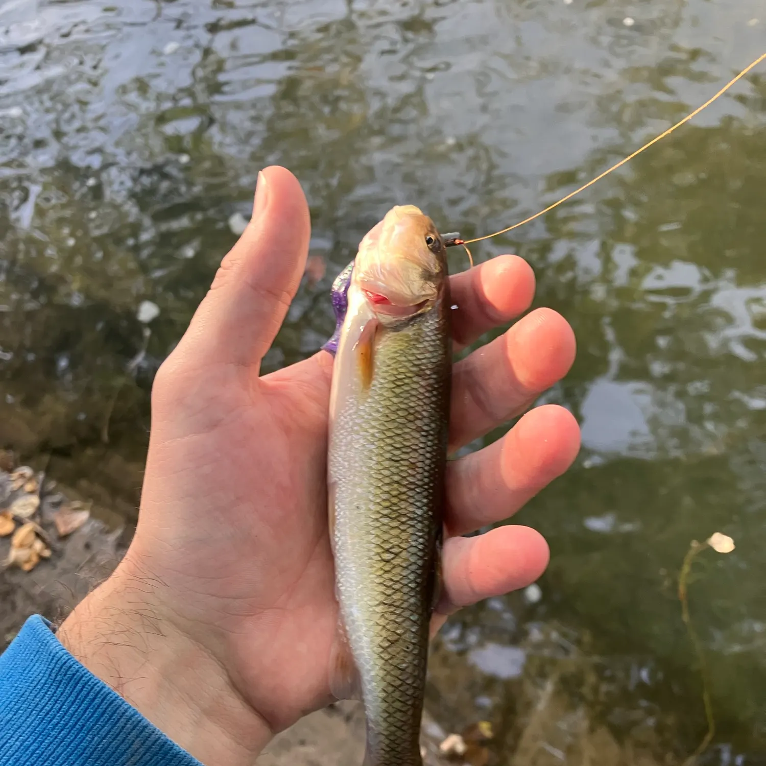 Creek chub caught on Fishbrain