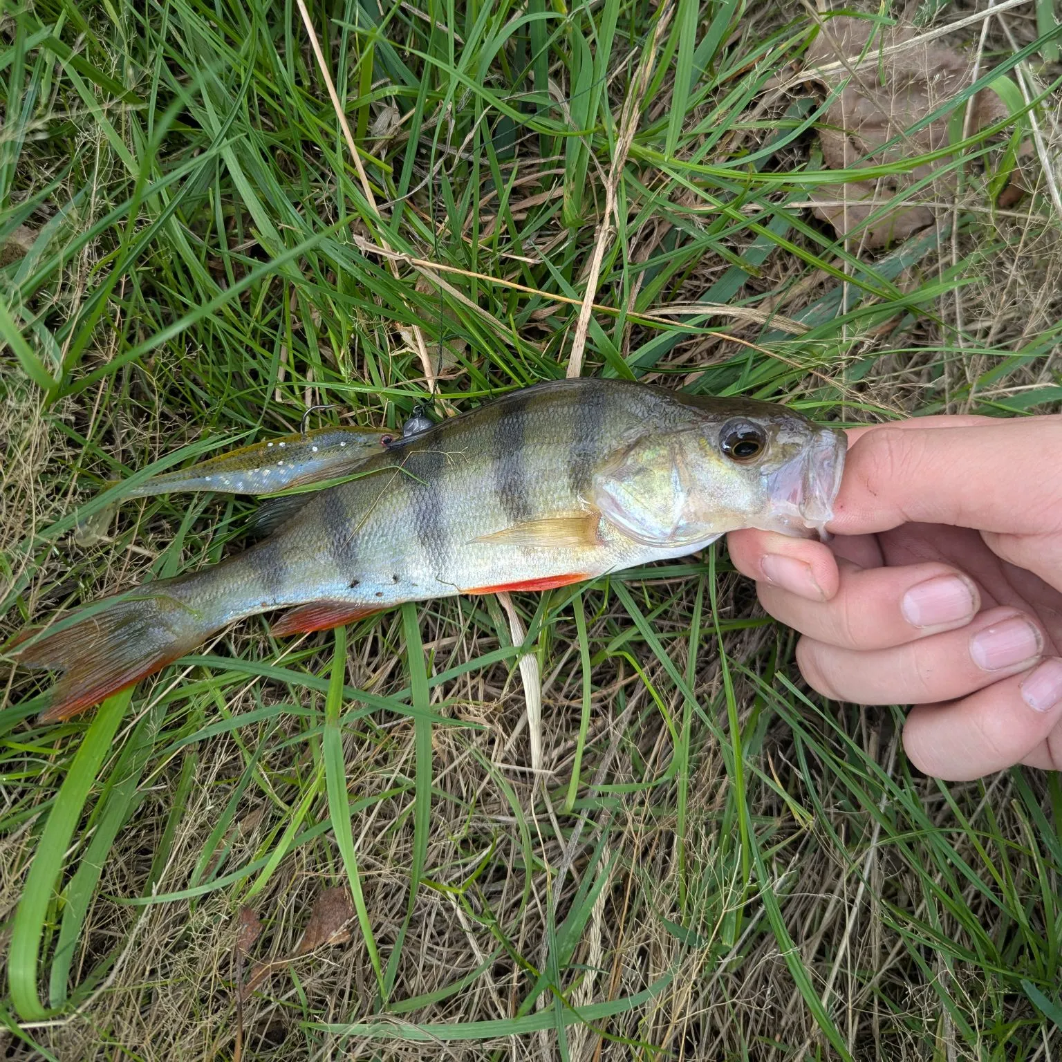 European perch caught on Fishbrain