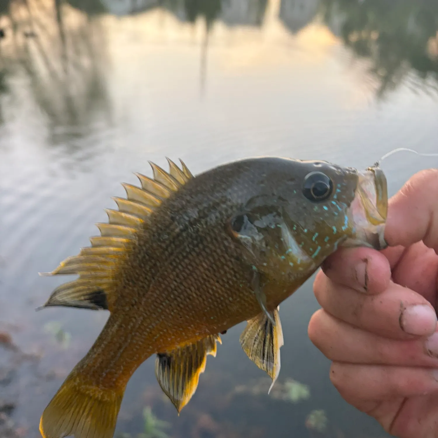 The most recent Warmouth catches on Fishbrain