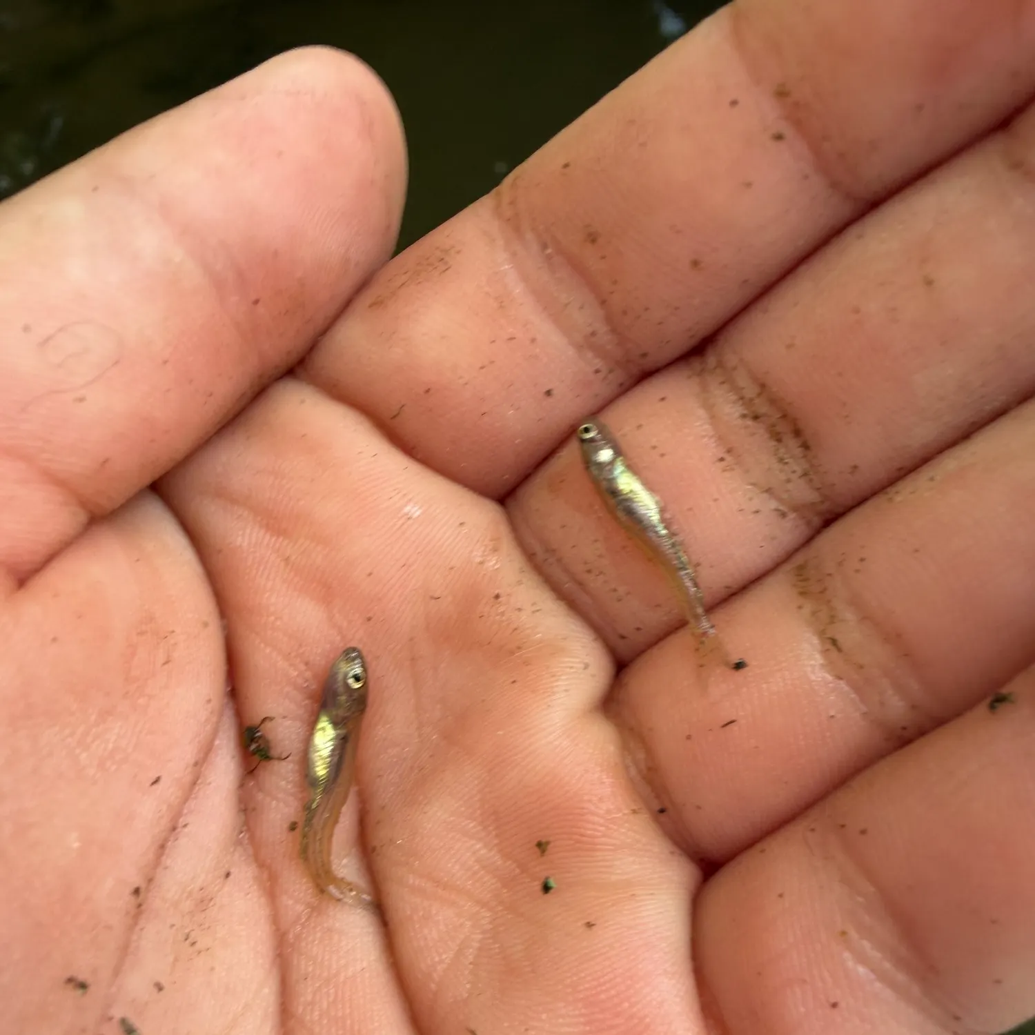 The most recent Lowland shiner catches on Fishbrain