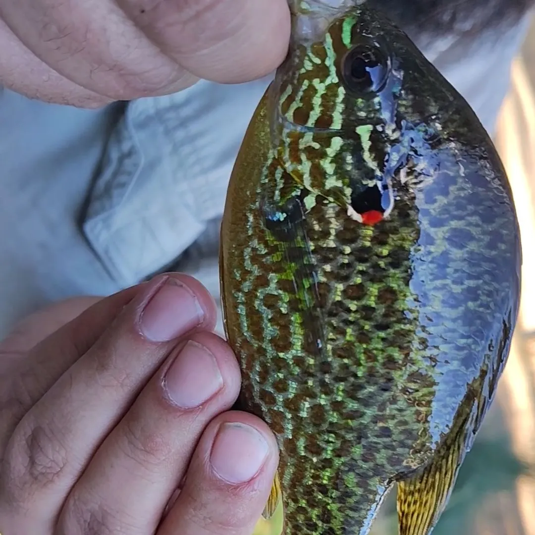 Pumpkinseed caught on Fishbrain