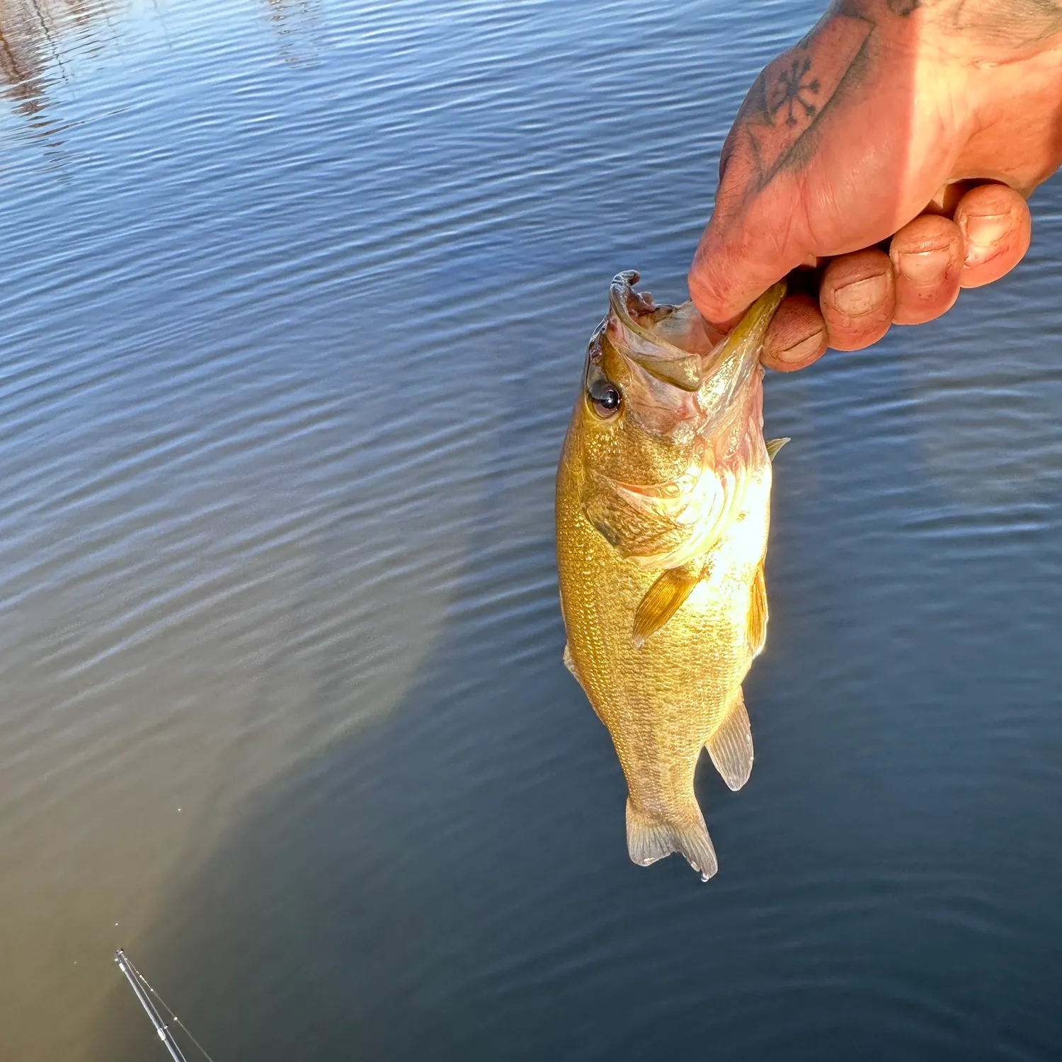 Largemouth bass caught on Fishbrain