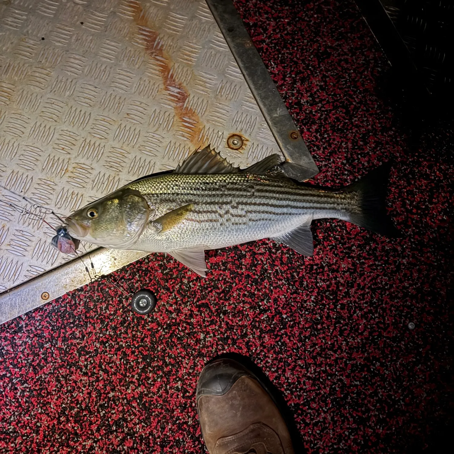 Striped bass caught on Fishbrain
